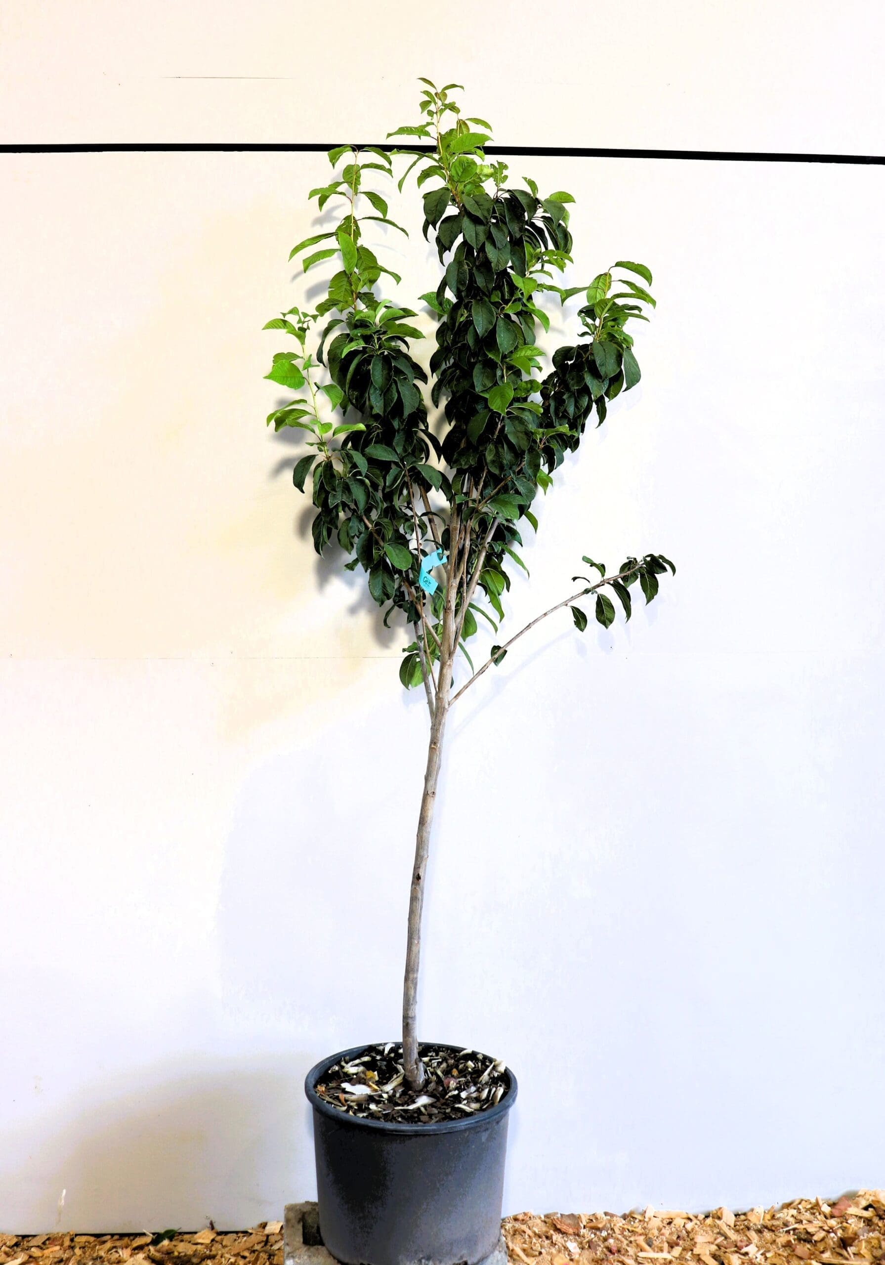 Prunus 'Pipestone'