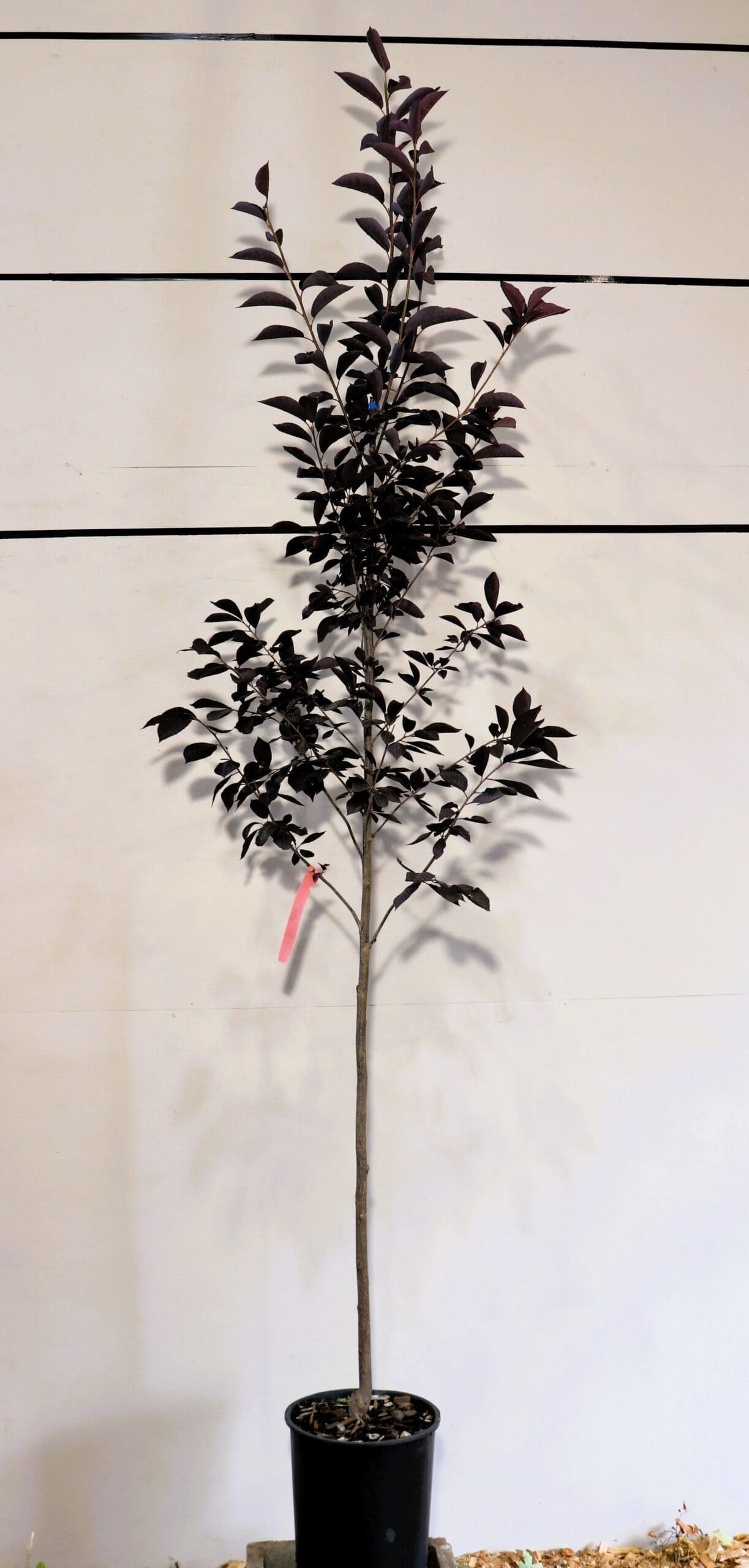 Prunus virginiana 'Canada Red' S/S