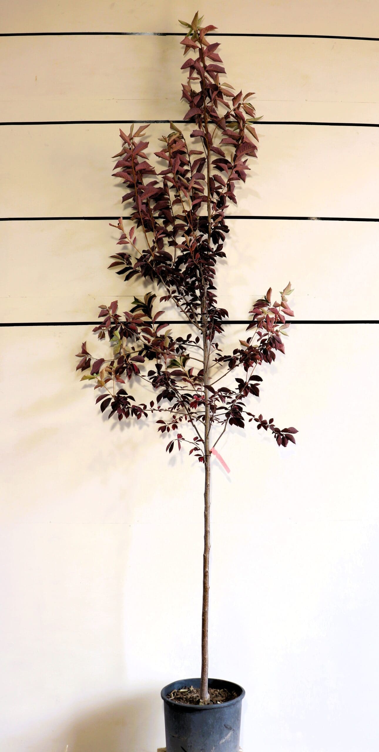 Prunus virginiana 'Canada Red' S/S