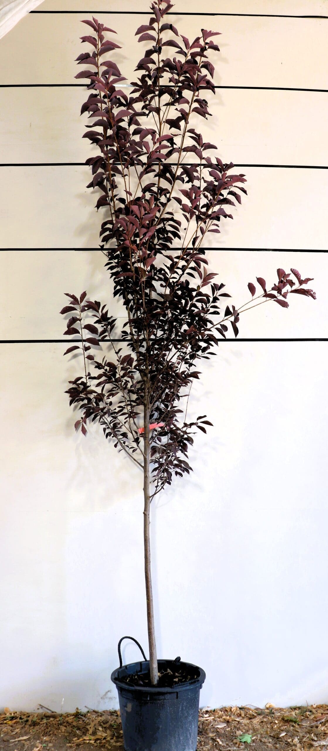 Prunus virginiana 'Canada Red' S/S
