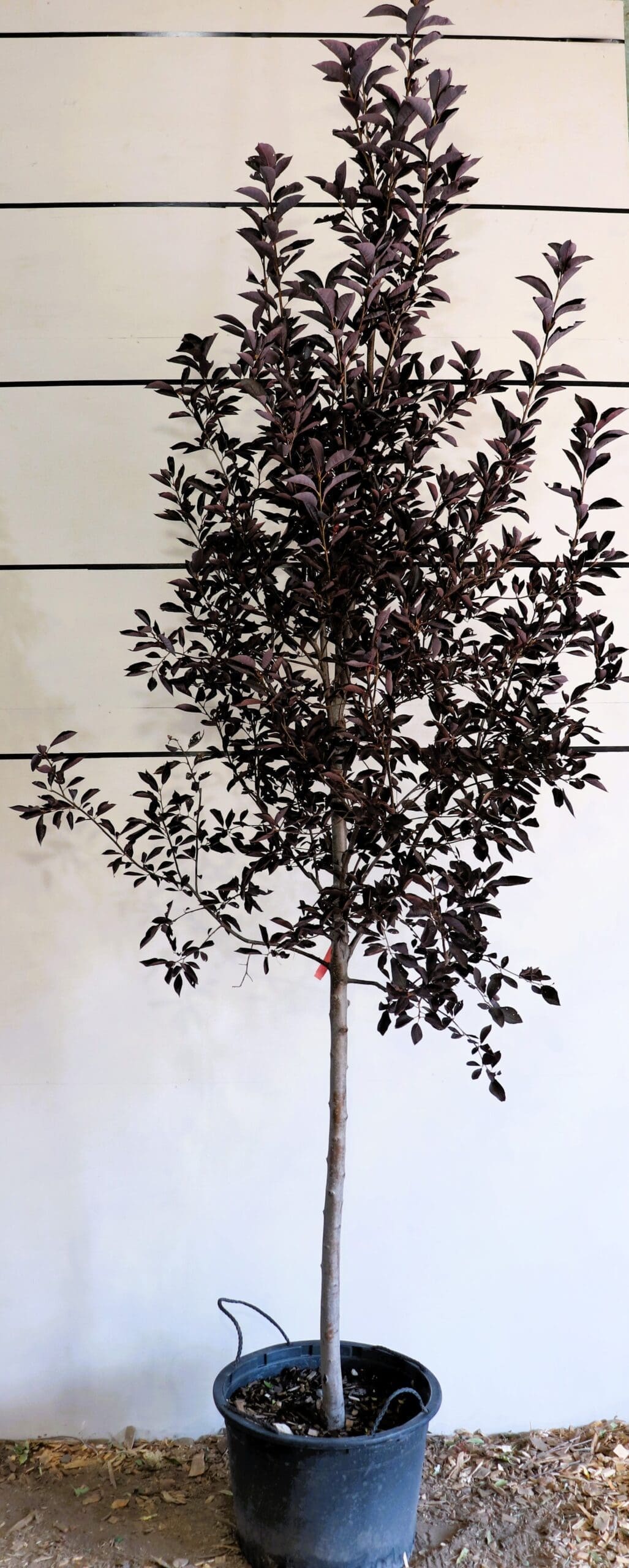 Prunus virginiana 'Canada Red' S/S