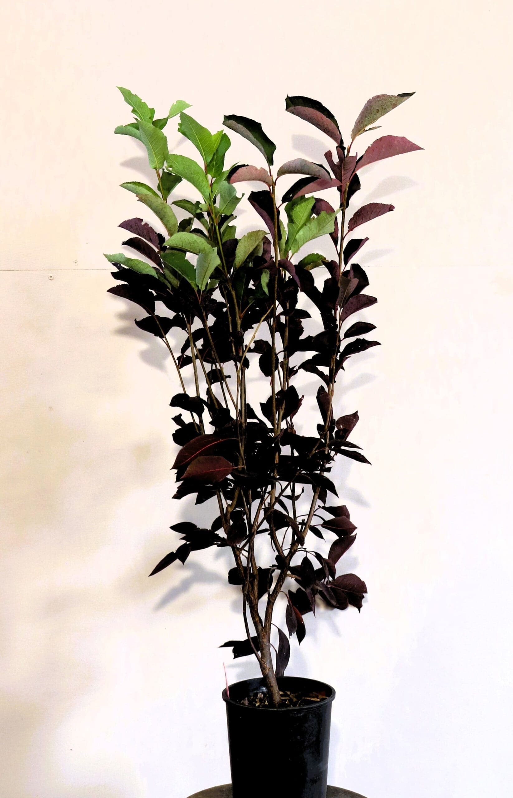 Prunus virginiana 'Canada Red' M/S