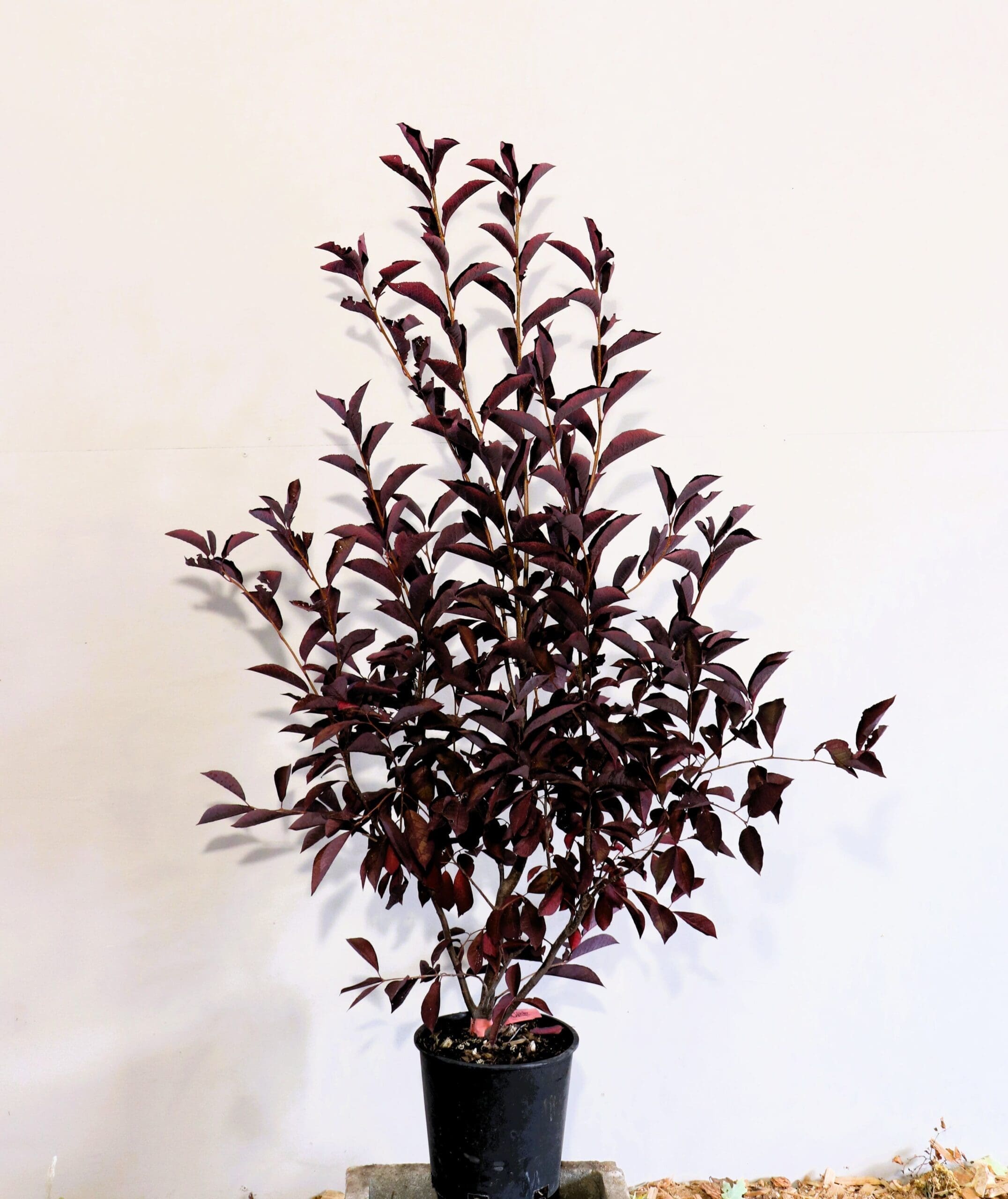 Prunus virginiana 'Canada Red' M/S