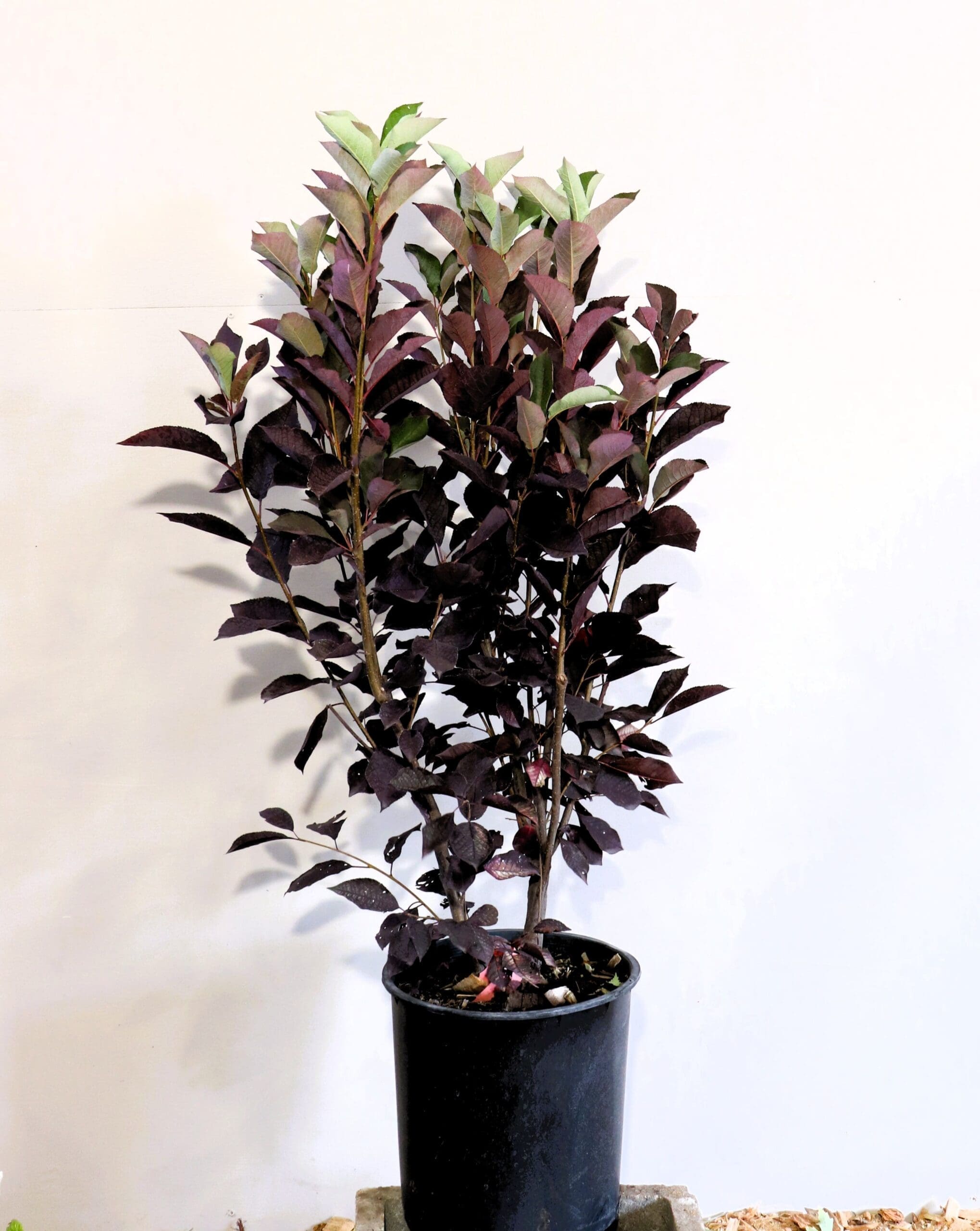 Prunus virginiana 'Canada Red' M/S