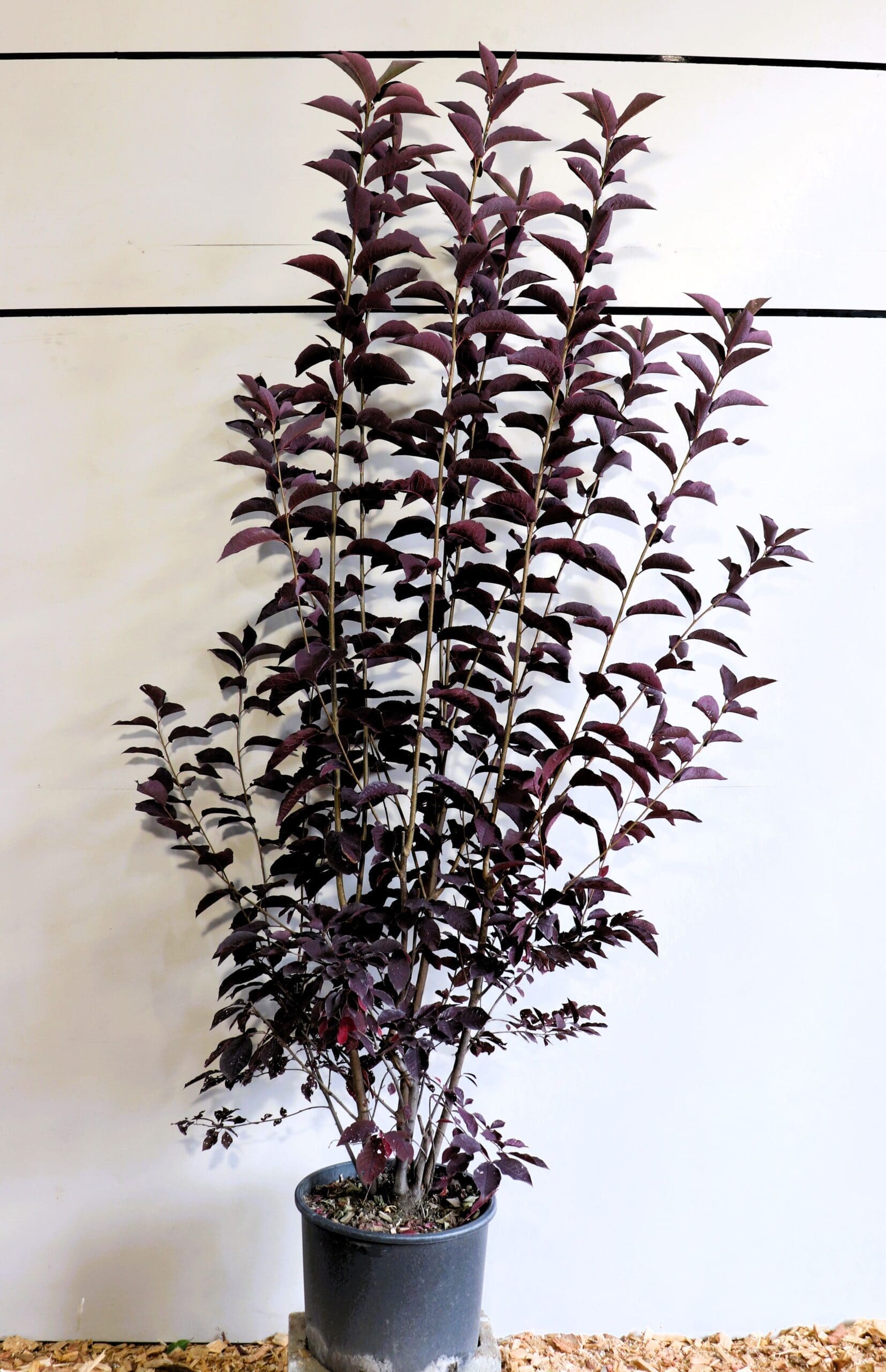 Prunus virginiana 'Canada Red' M/S