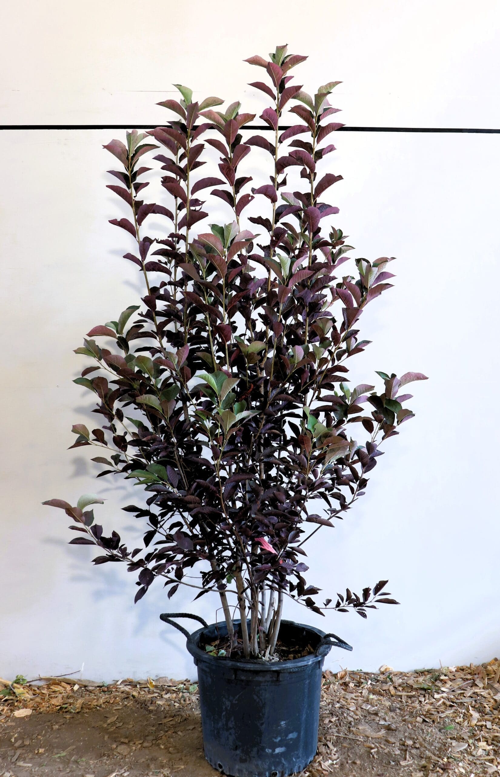 Prunus virginiana 'Canada Red' M/S