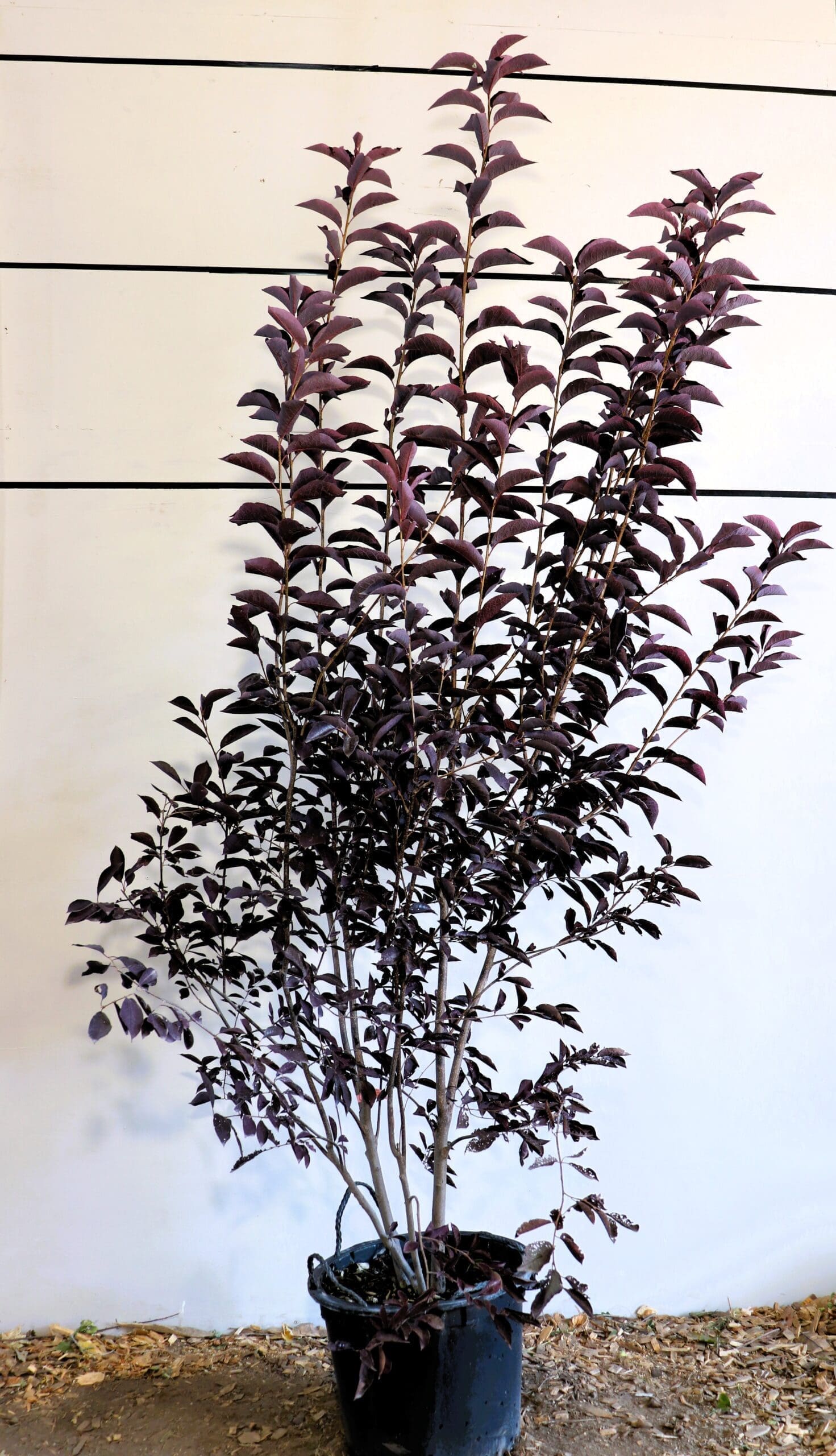 Prunus virginiana 'Canada Red' M/S