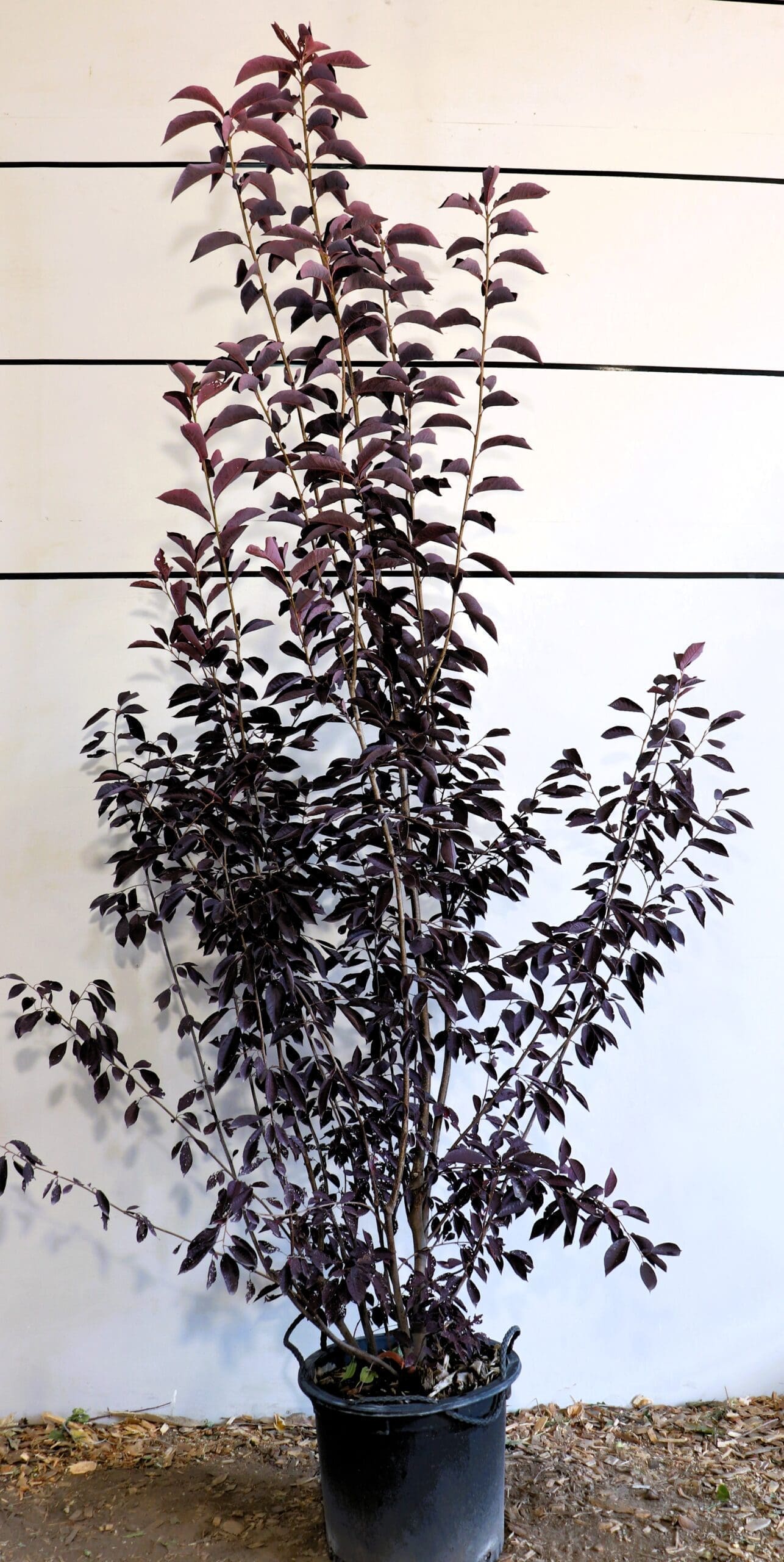 Prunus virginiana 'Canada Red' M/S
