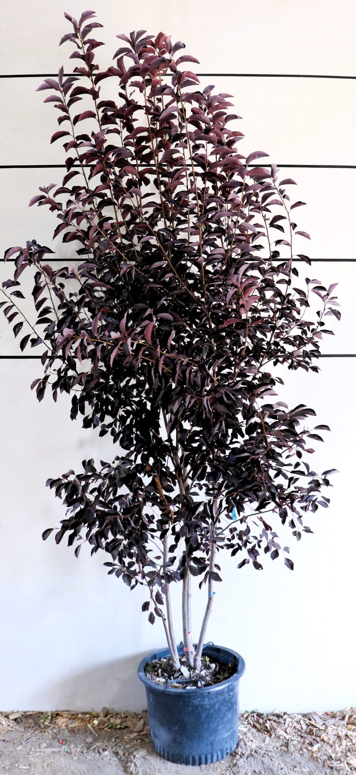 Prunus virginiana 'Canada Red' M/S