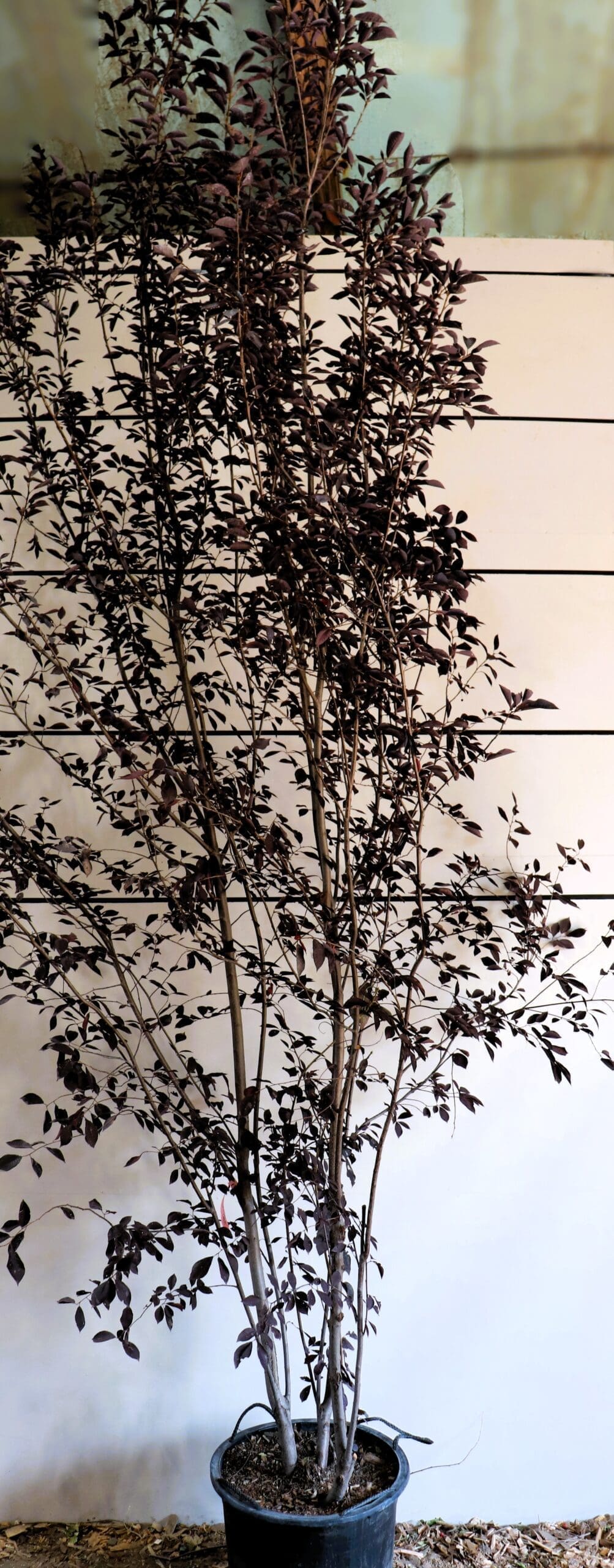 Prunus virginiana 'Canada Red' M/S