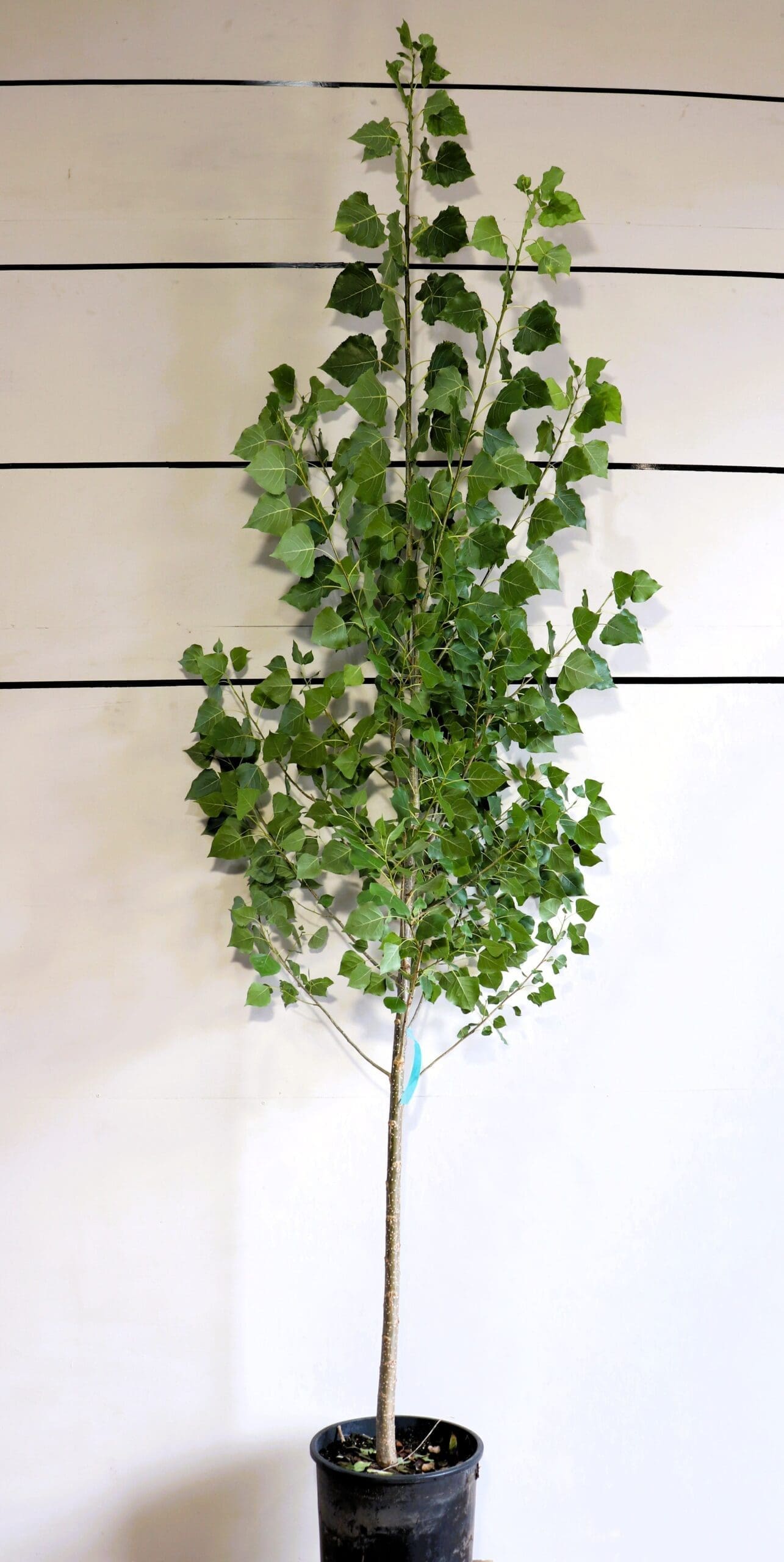 Populus x canadensis 'Robusta'