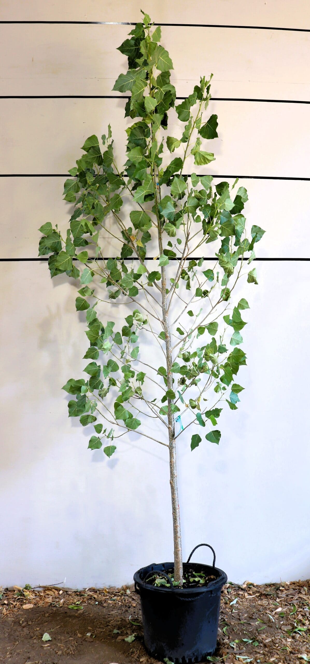 Populus x canadensis 'Robusta'