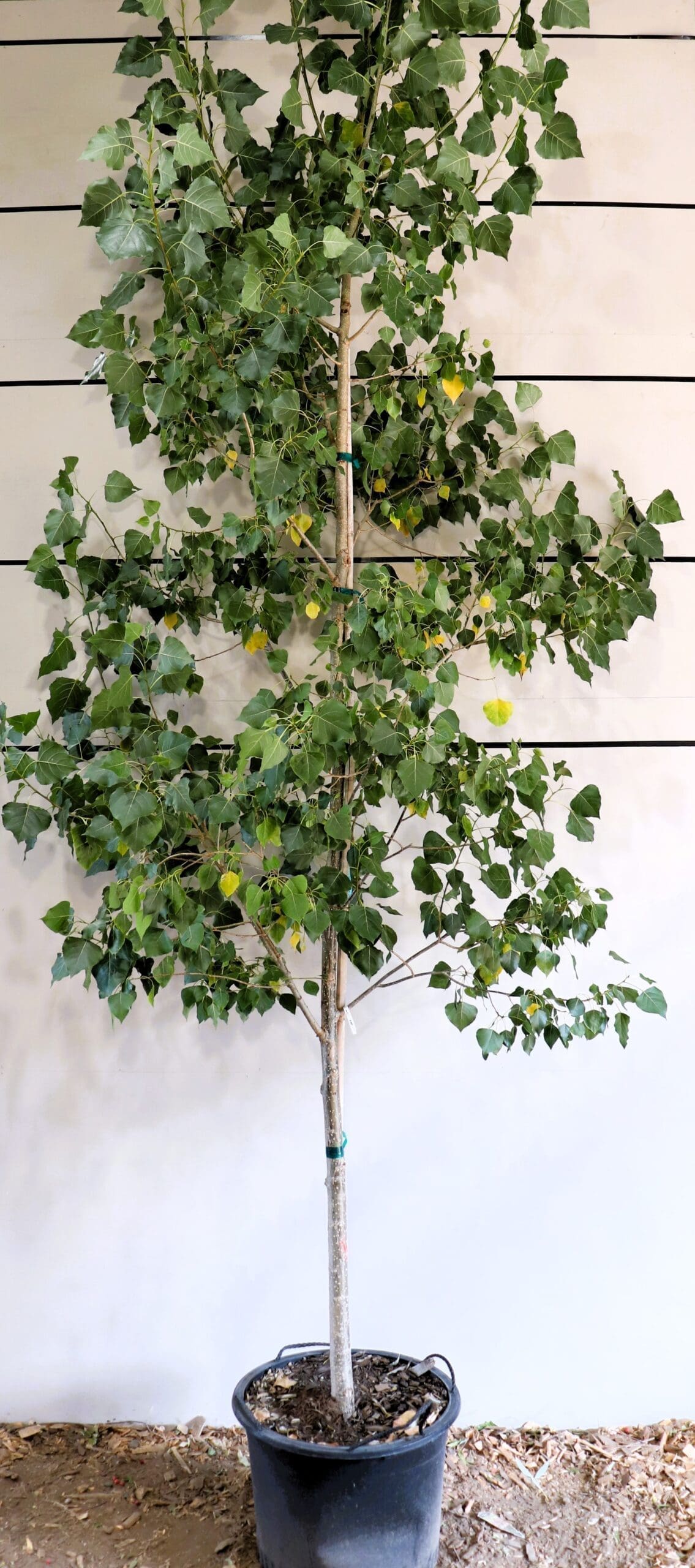 Populus x canadensis 'Robusta'