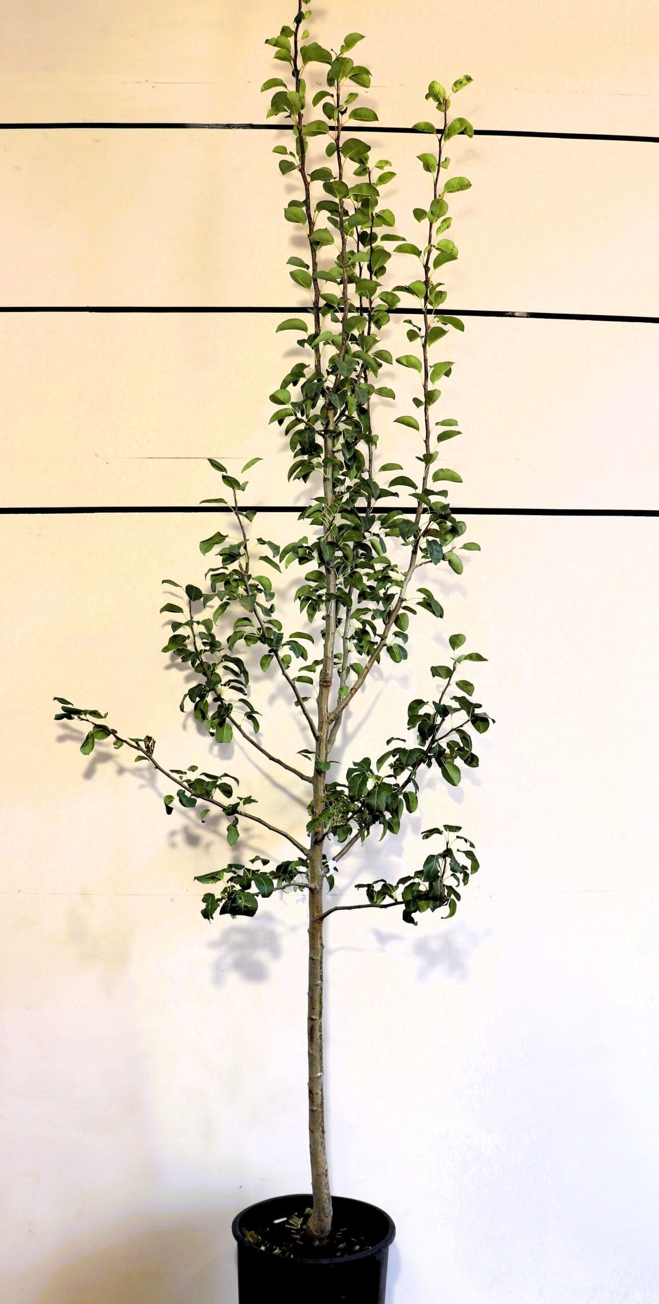 Pyrus 'Summercrisp'