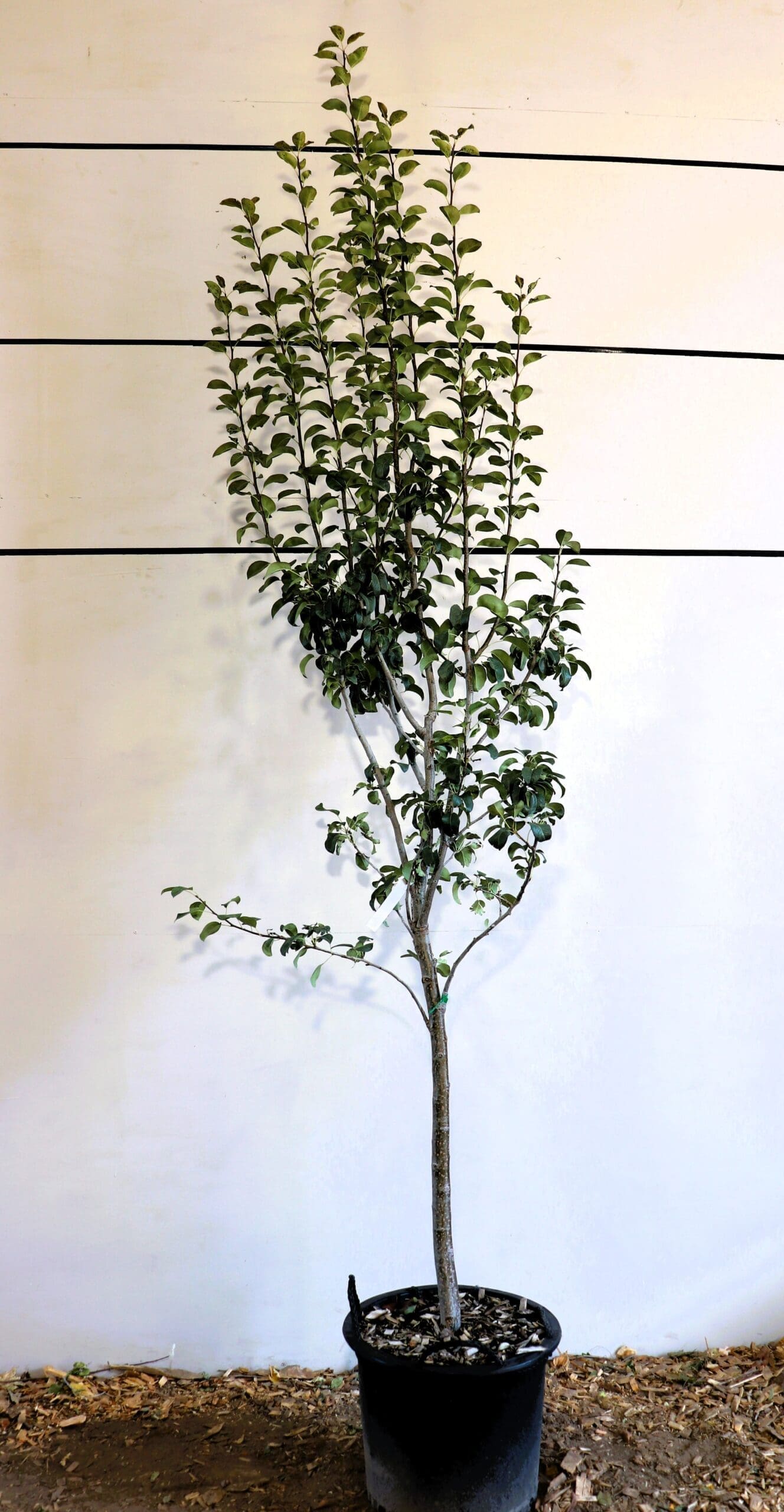 Pyrus 'Summercrisp'