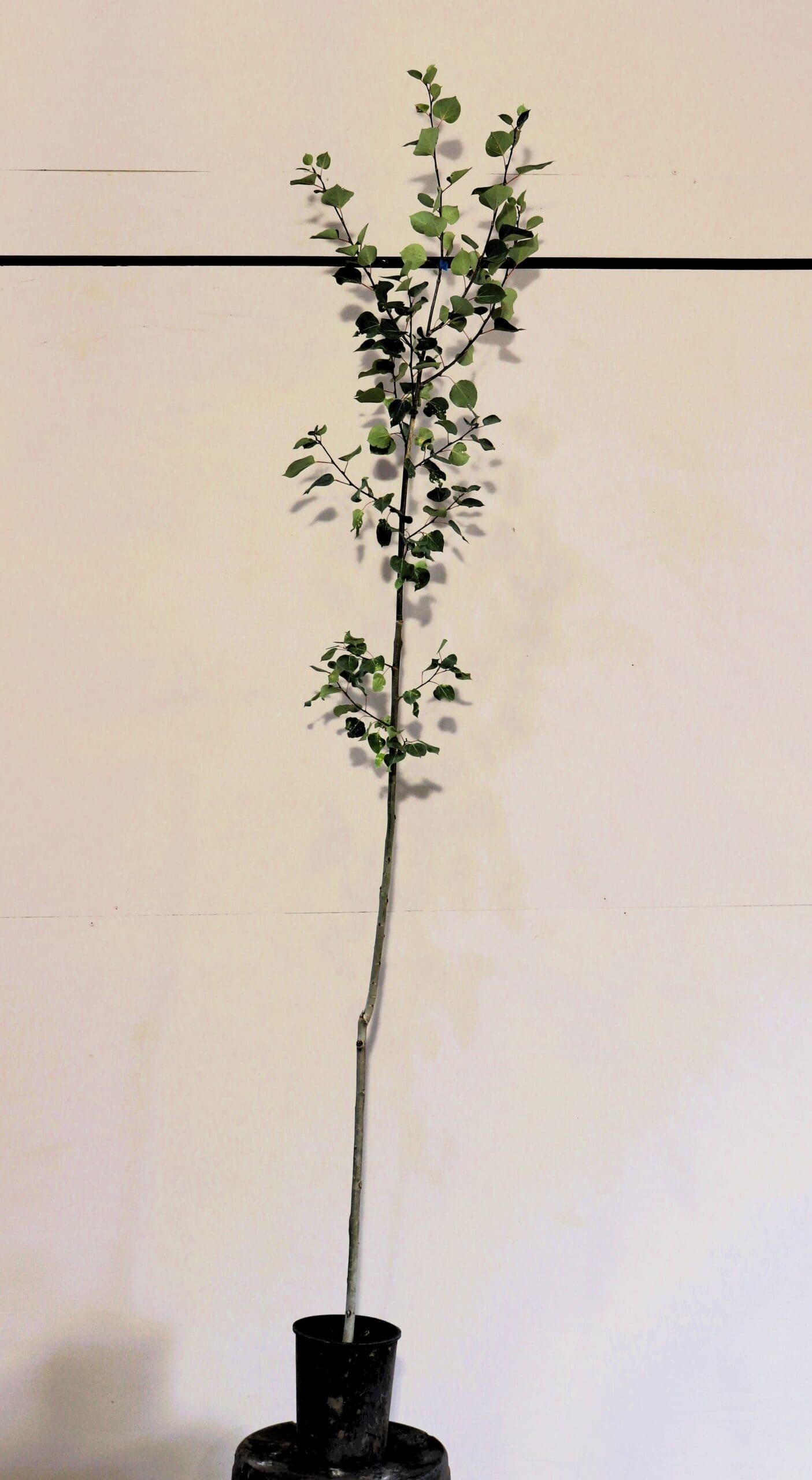 Populus tremuloides S/S