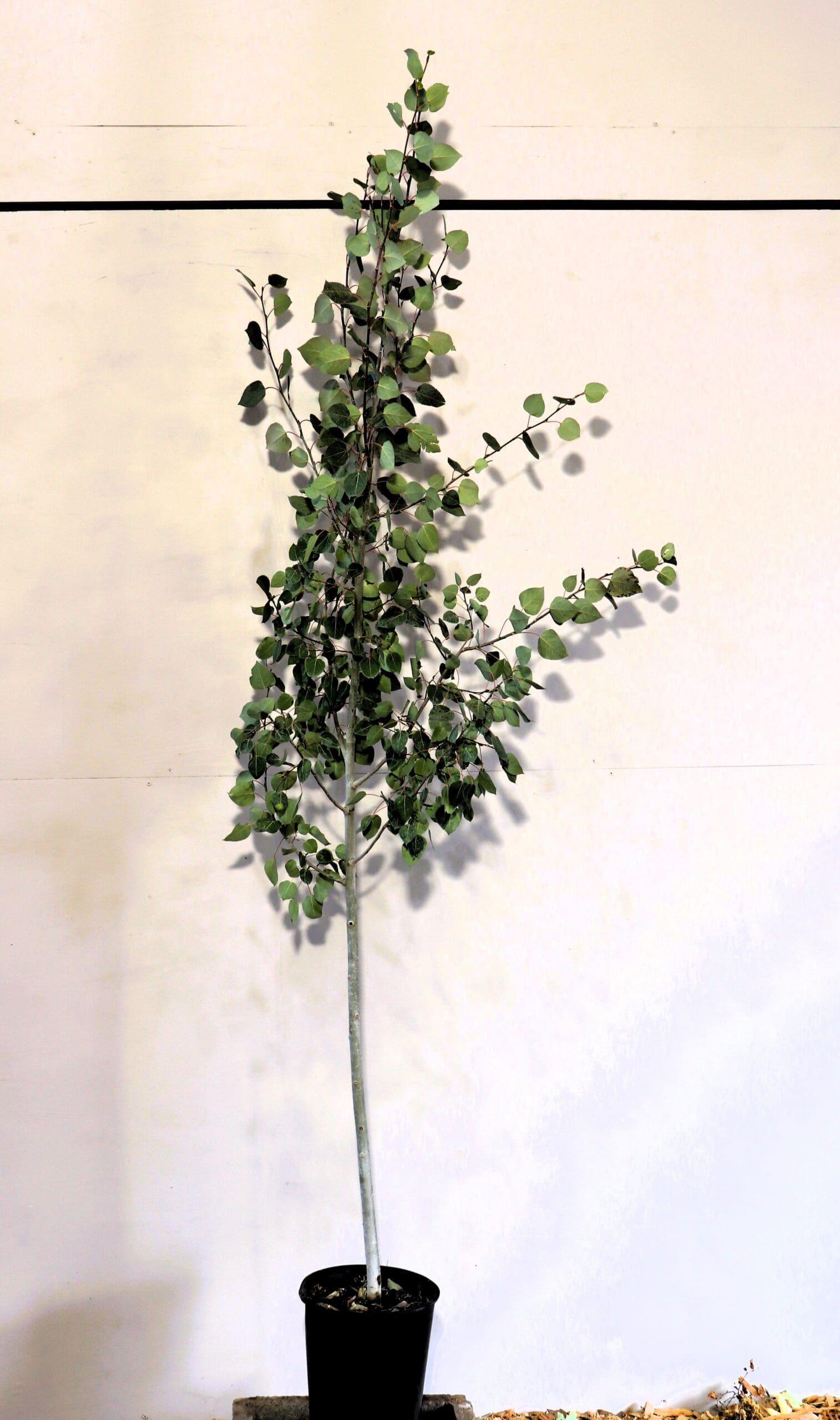 Populus tremuloides S/S