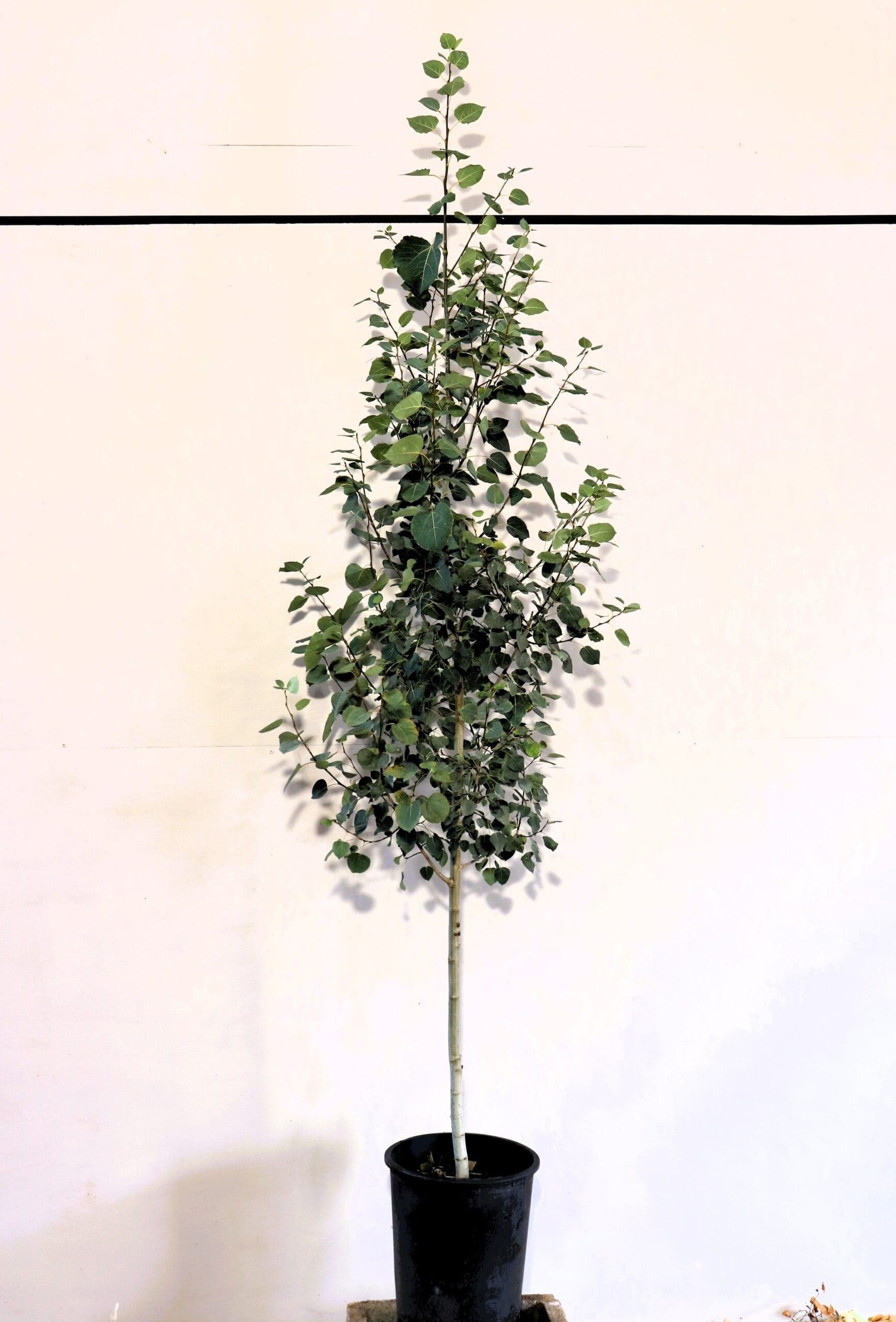 Populus tremuloides S/S