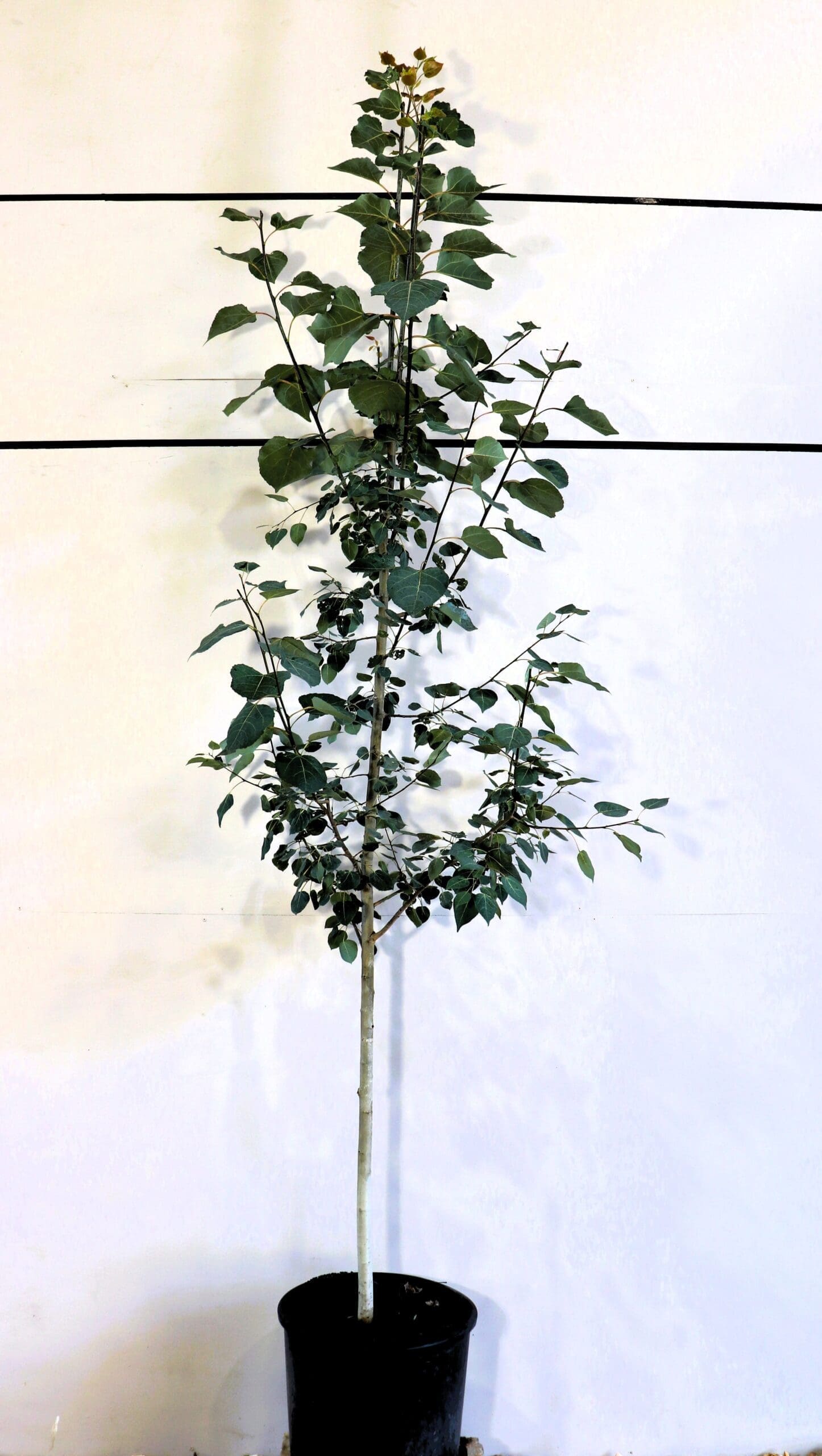 Populus tremuloides S/S