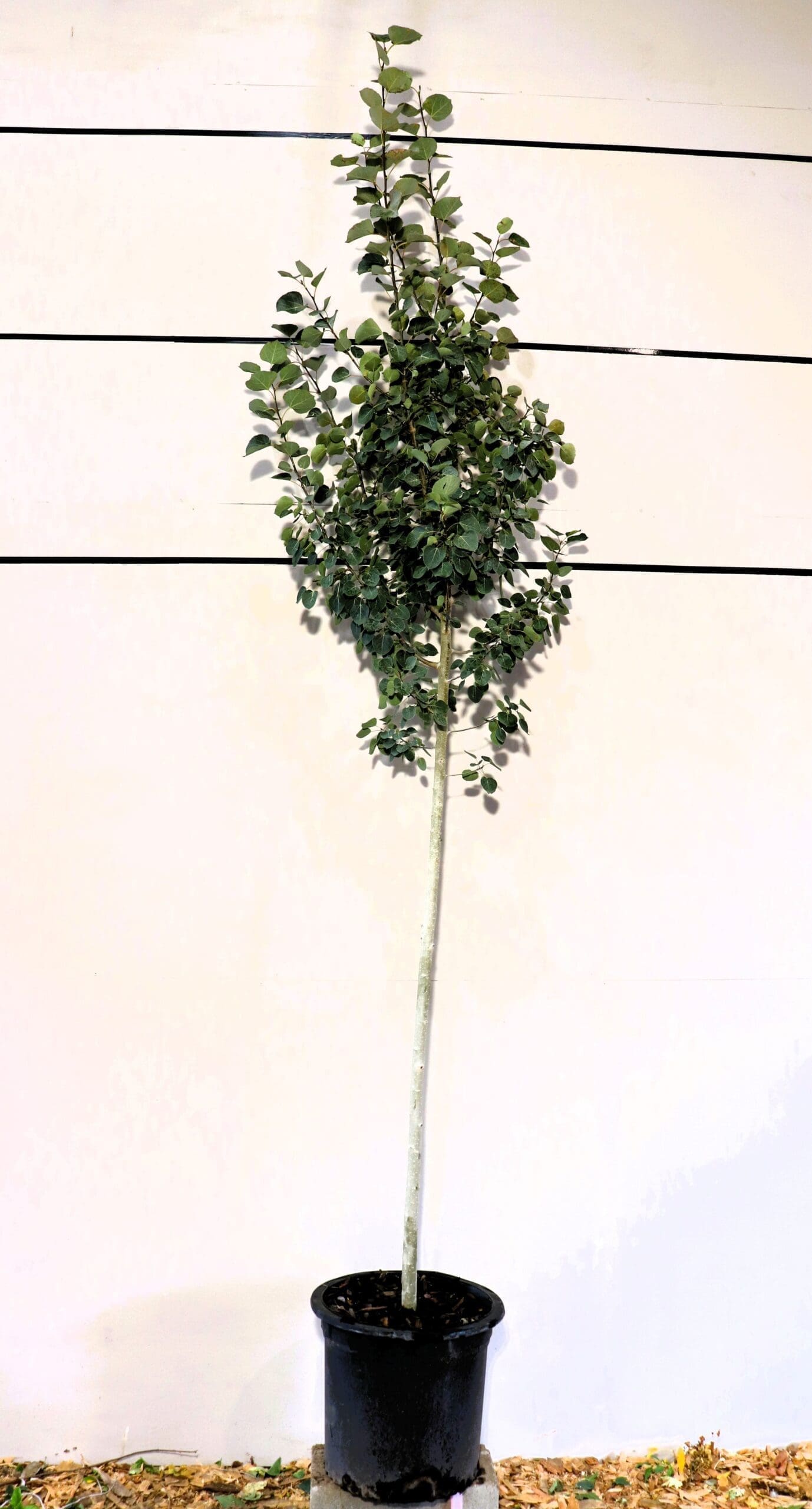 Populus tremuloides S/S