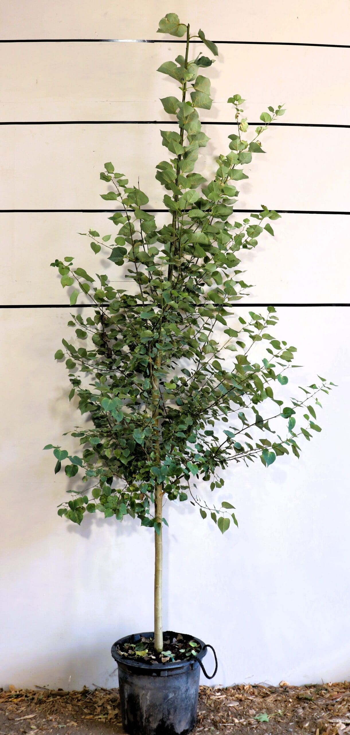 Populus tremuloides S/S