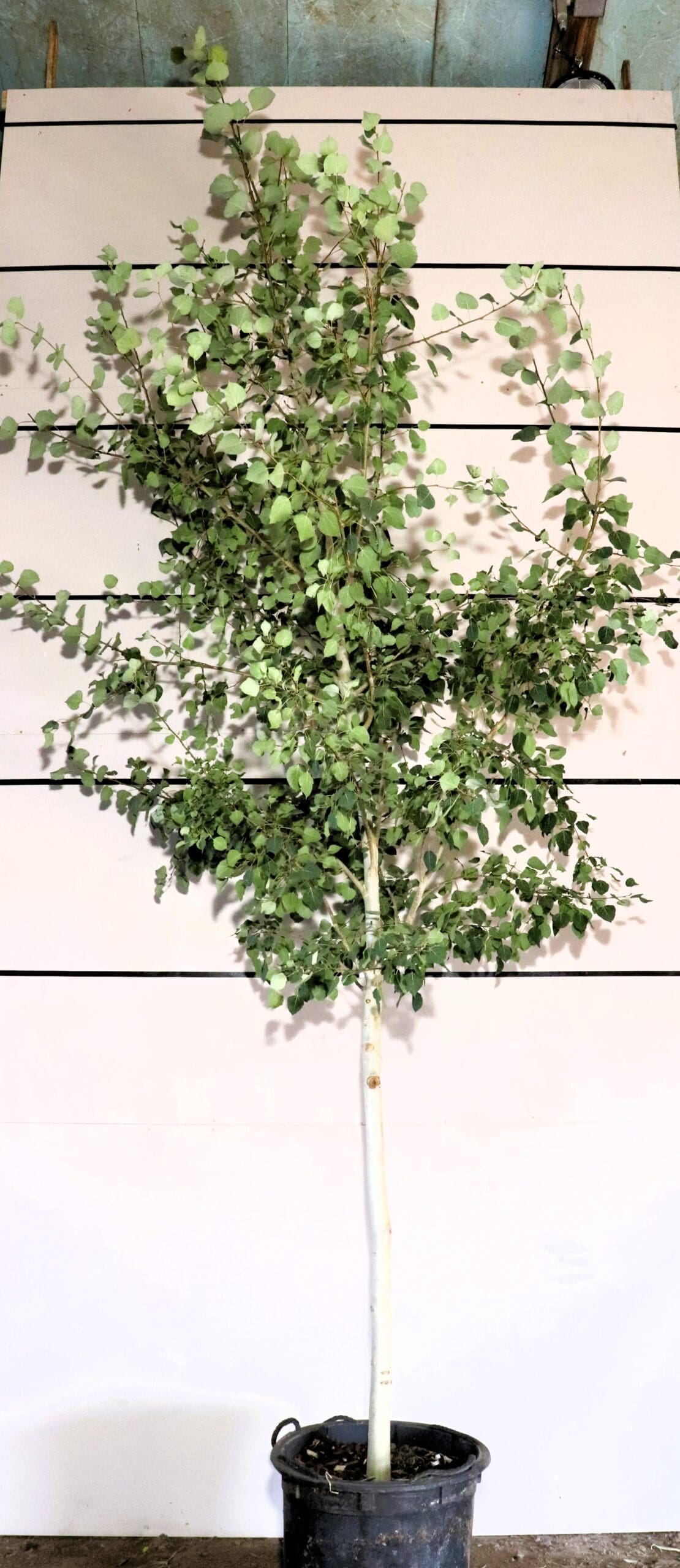 Populus tremuloides S/S
