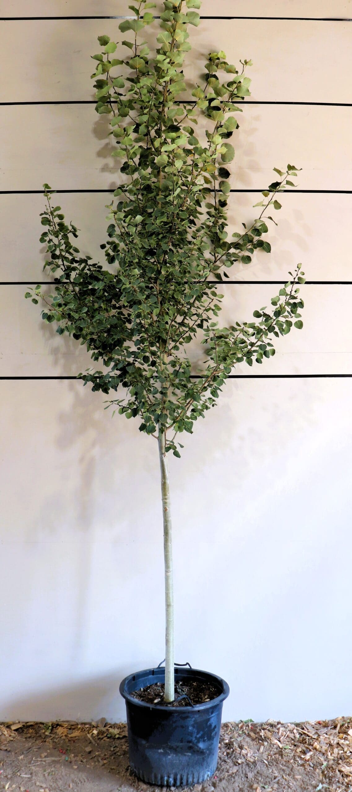 Populus tremuloides S/S