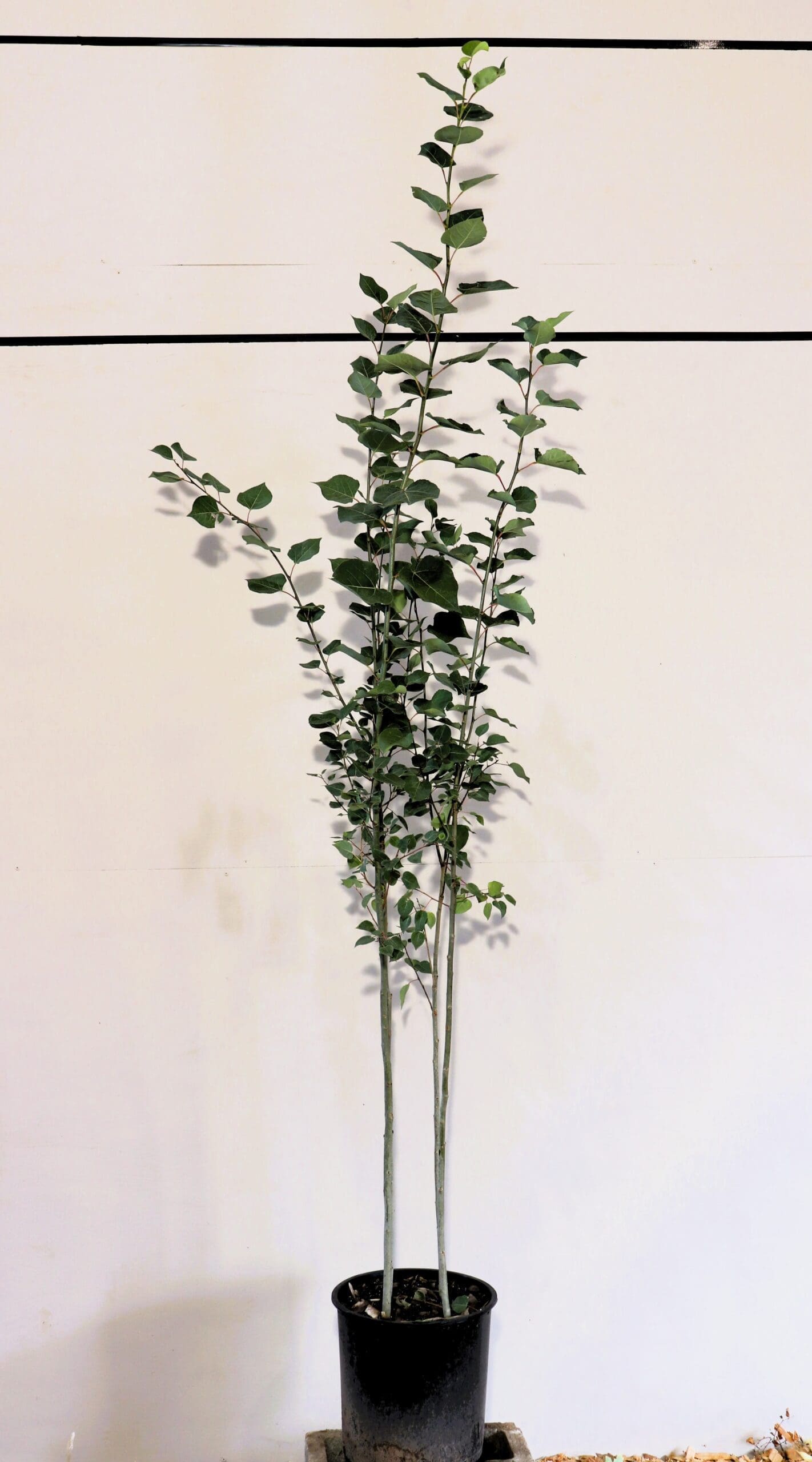 Populus tremuloides M/S