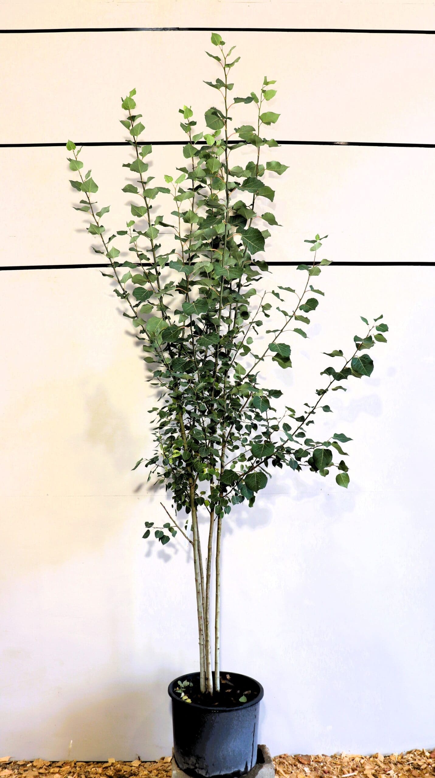Populus tremuloides M/S