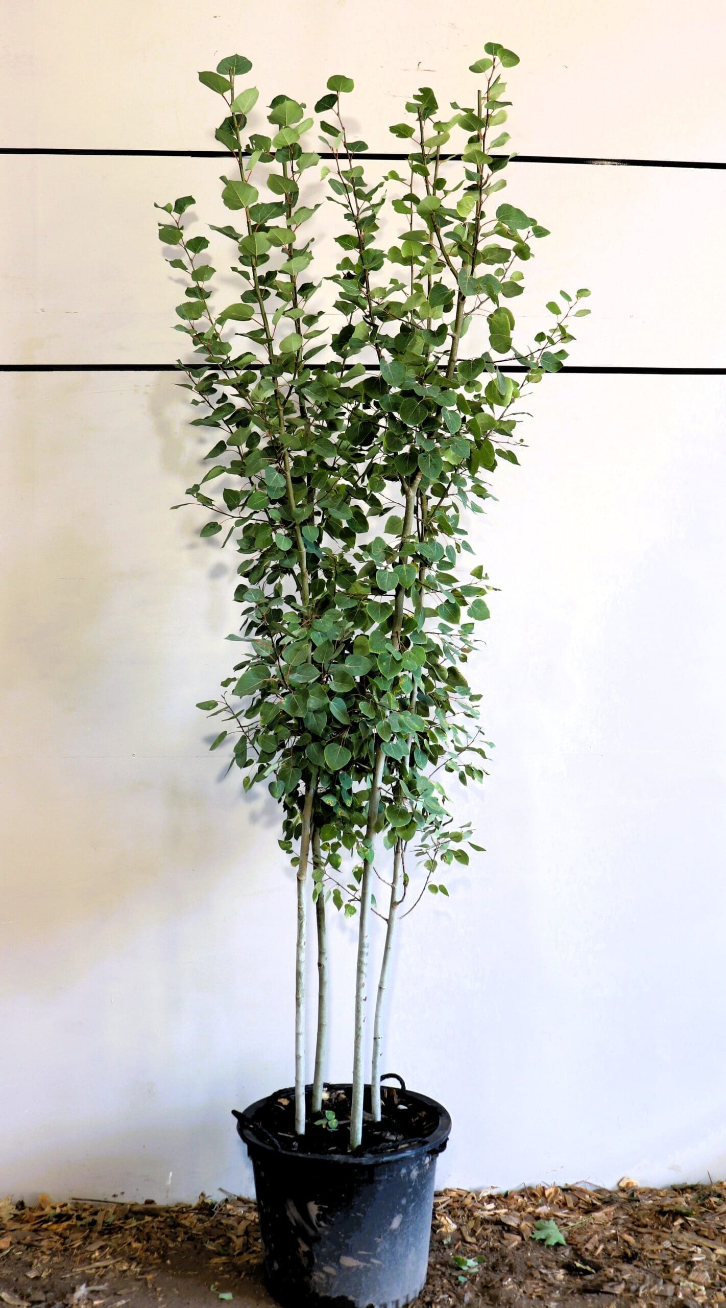 Populus tremuloides M/S