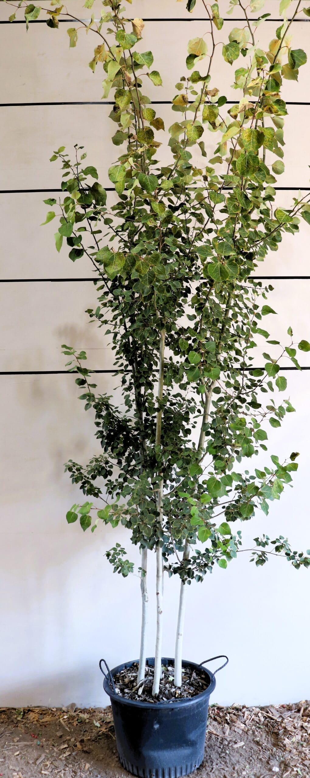 Populus tremuloides M/S