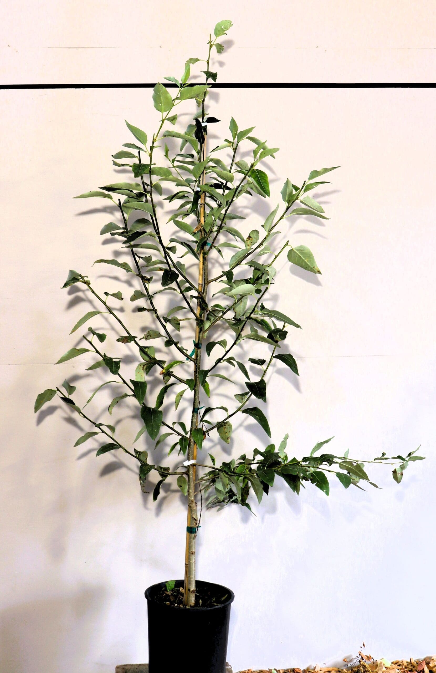 Populus trichocarpa