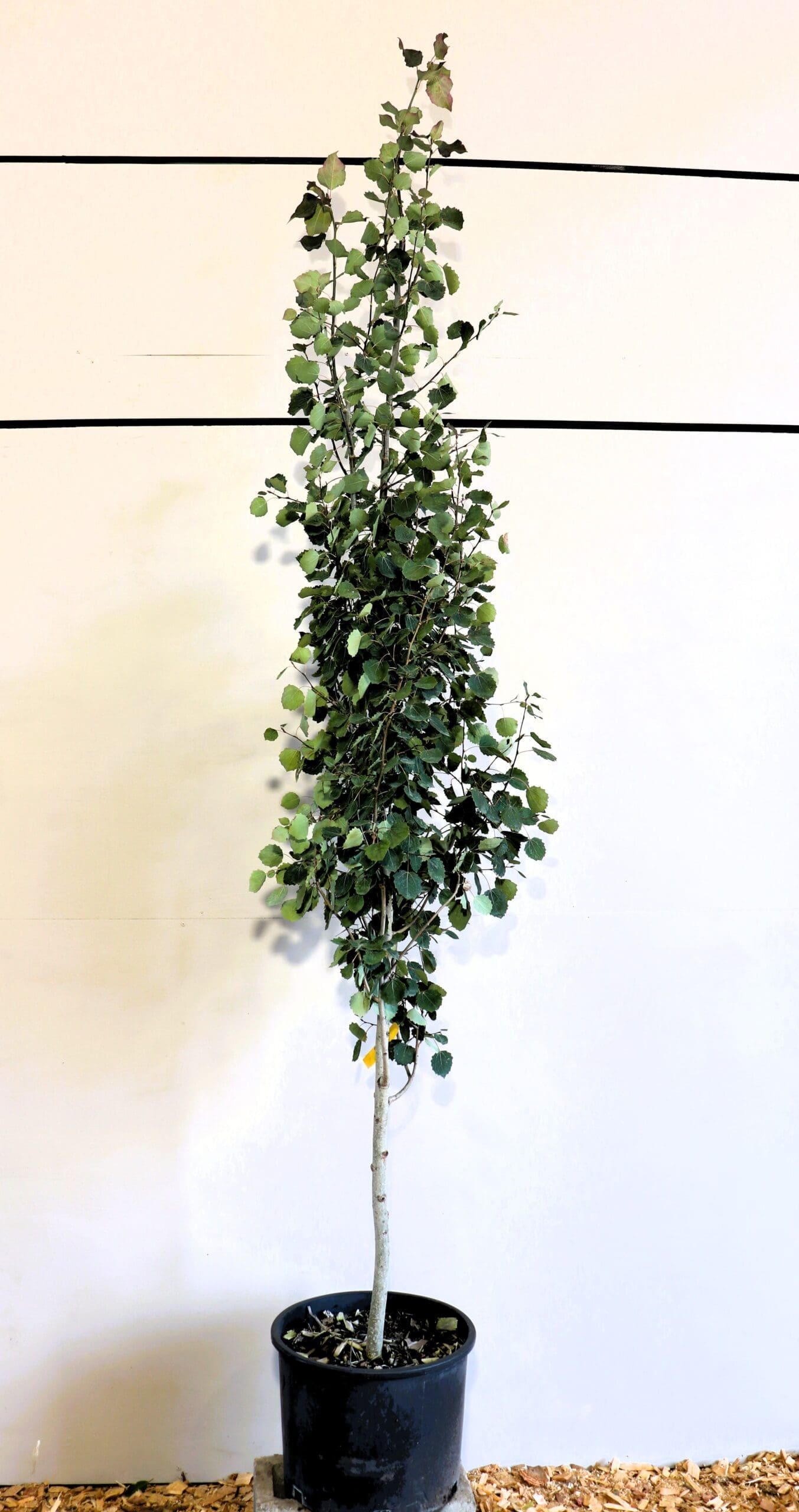 Populus tremula 'Erecta'