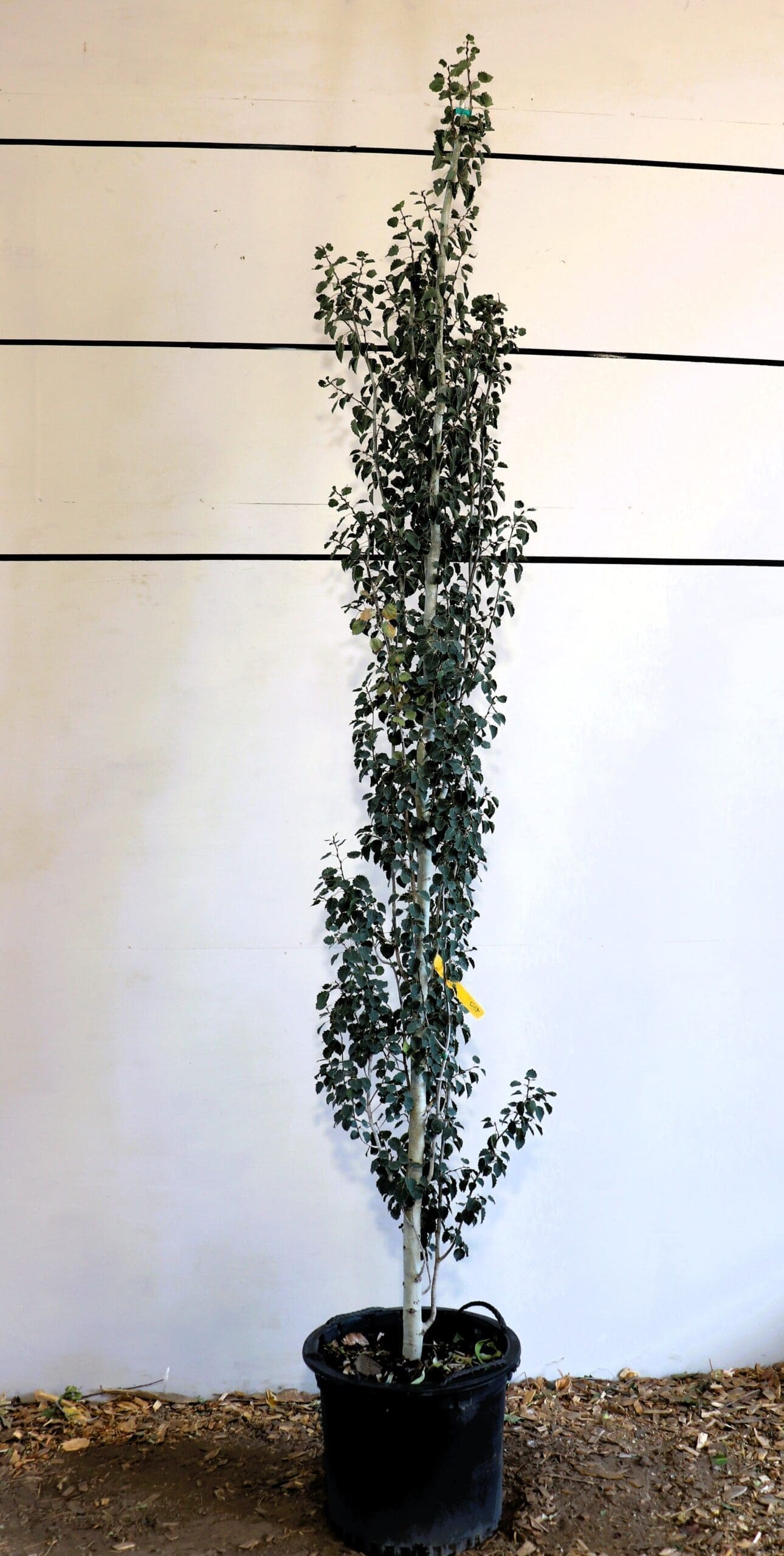 Populus tremula 'Erecta'