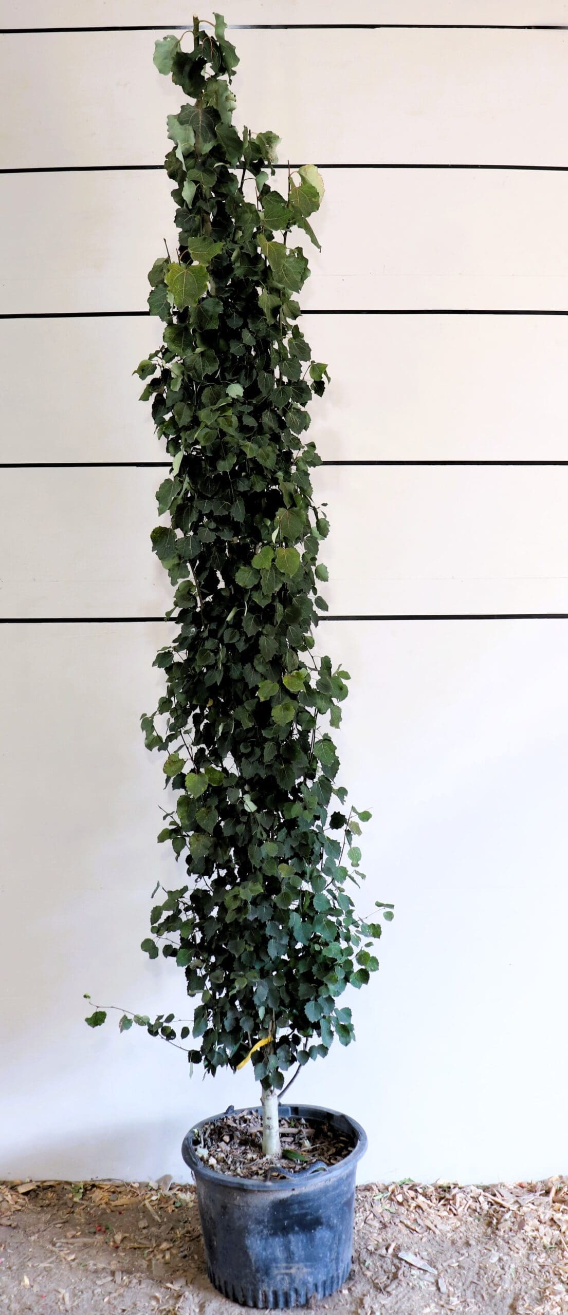 Populus tremula 'Erecta'