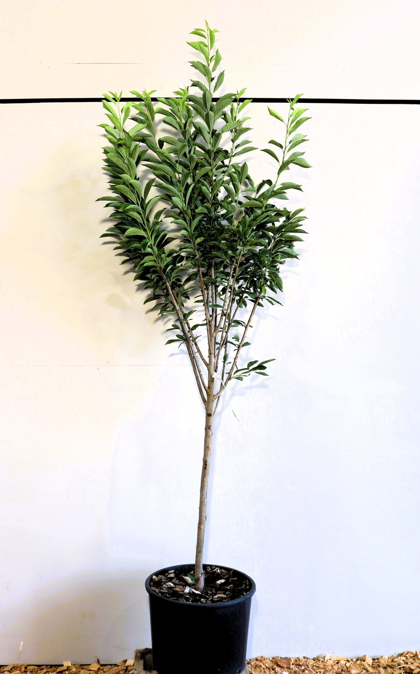 Prunus 'Toka'
