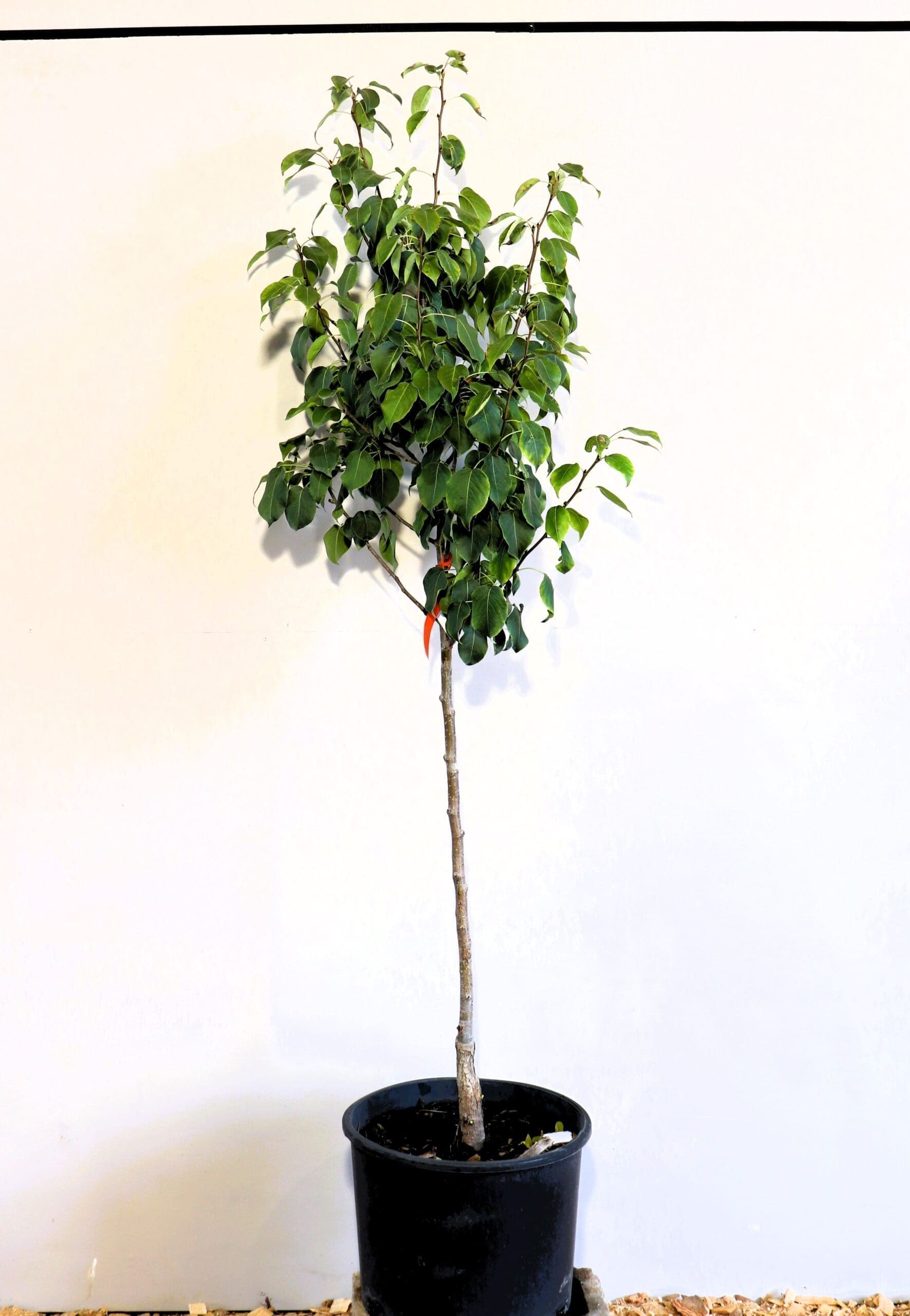 Pyrus ussuriensis 'Bailfrost'