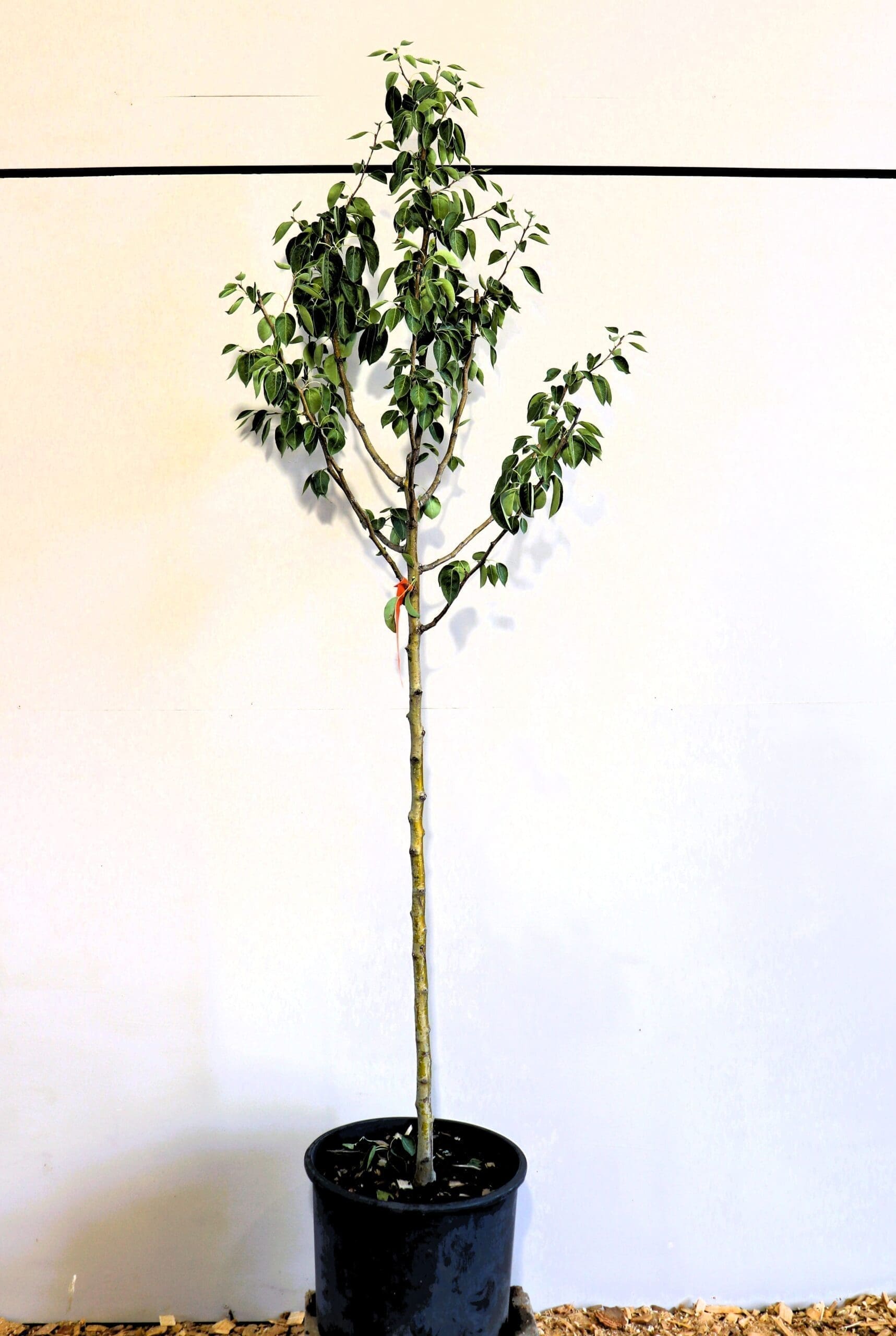 Pyrus 'Ure'