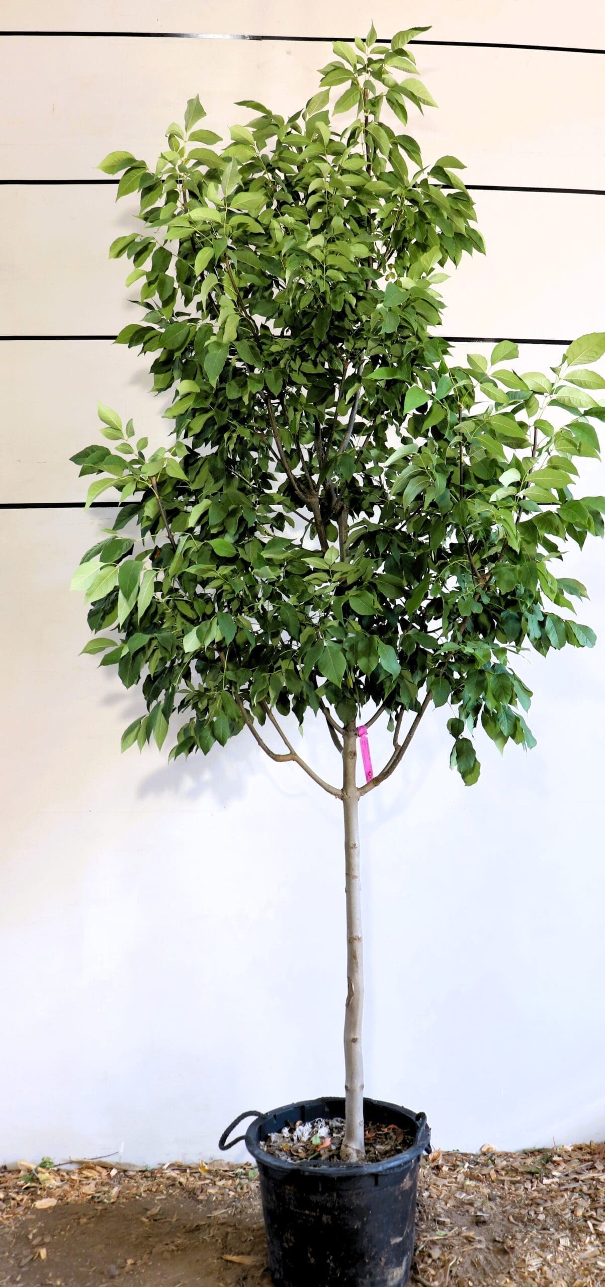 Pyrus 'Ure'