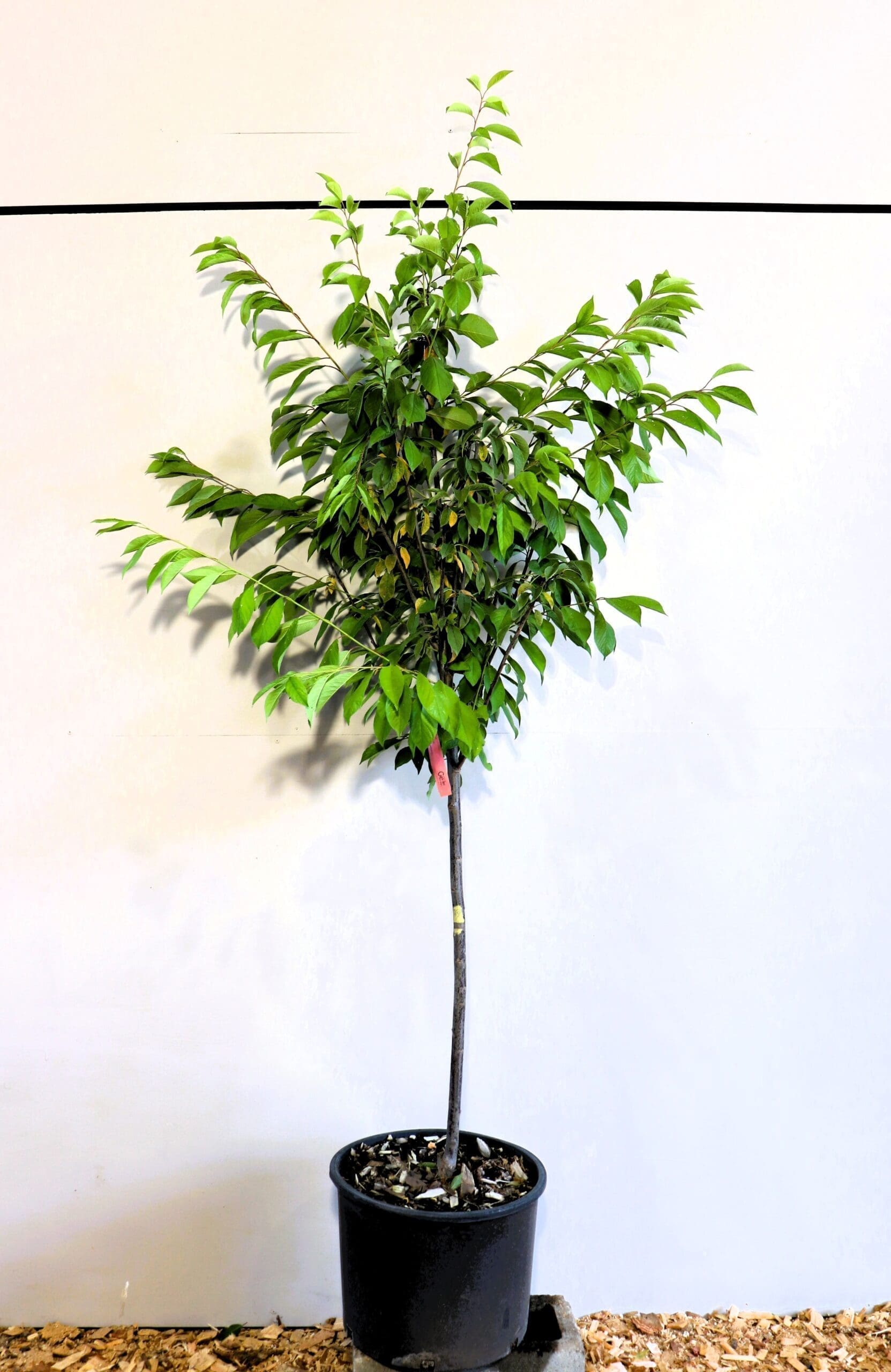 Prunus 'Waneta'
