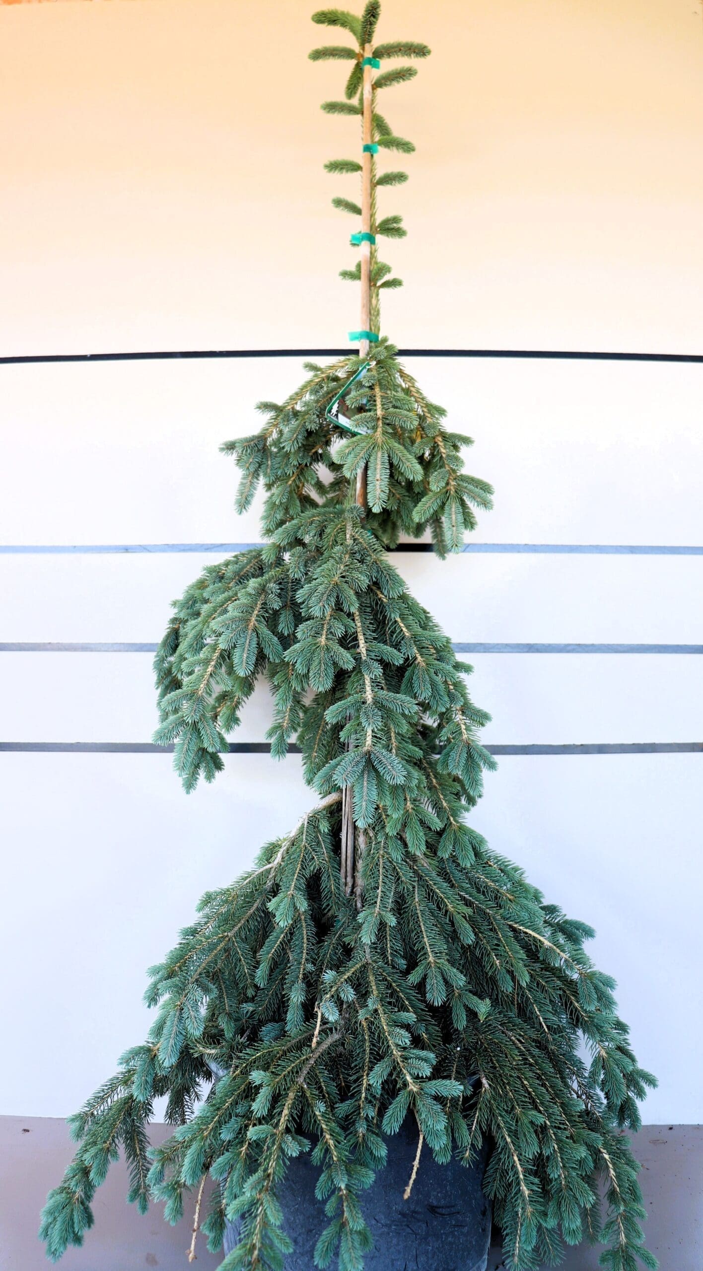 Picea glauca 'Pendula'