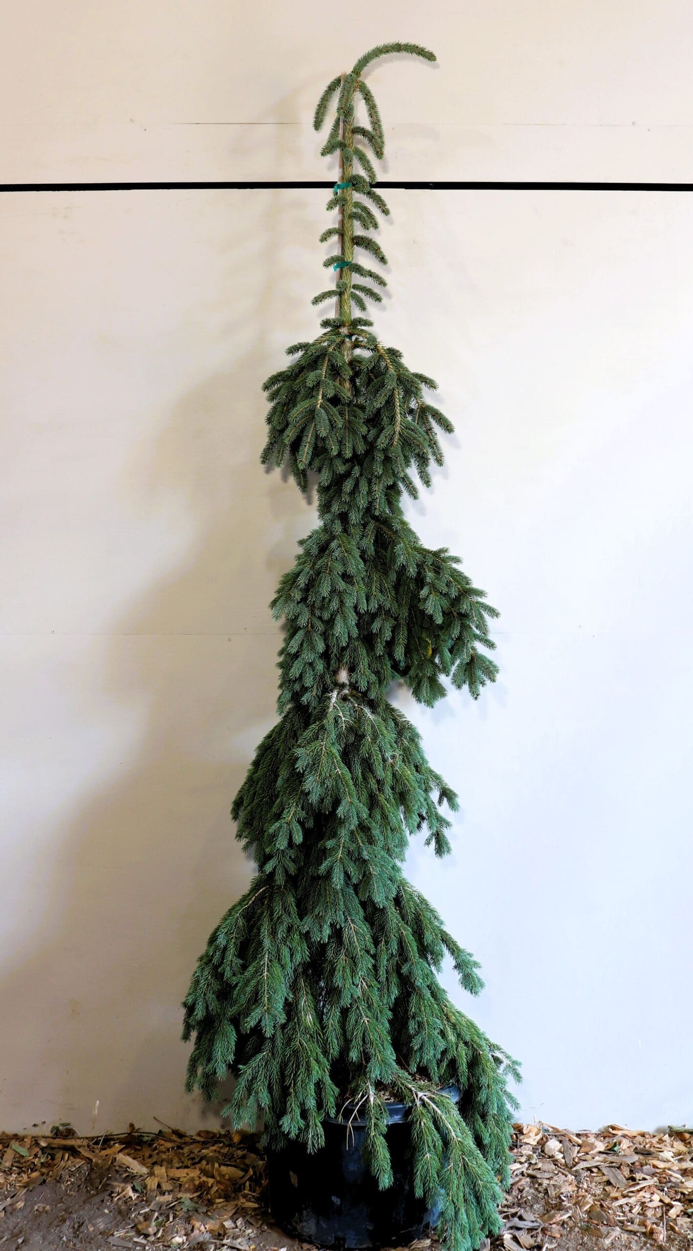 Picea glauca 'Pendula'