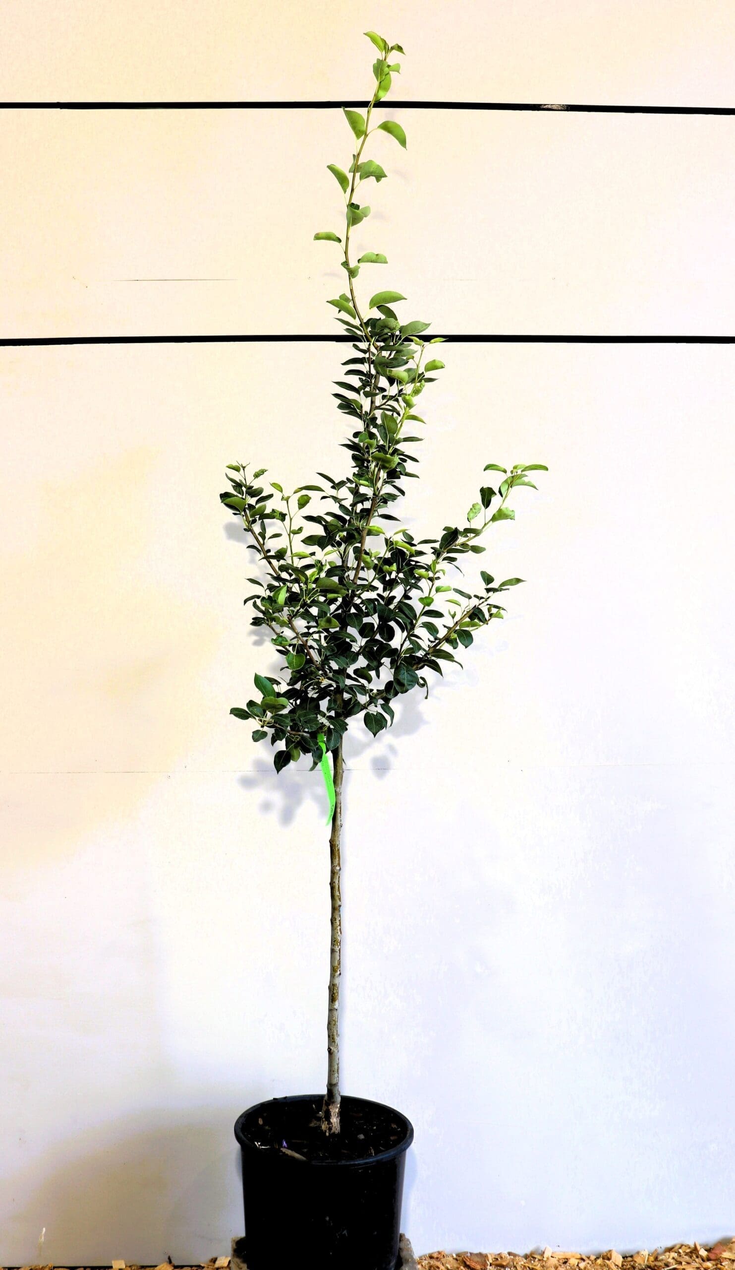 Pyrus 'Early Gold'
