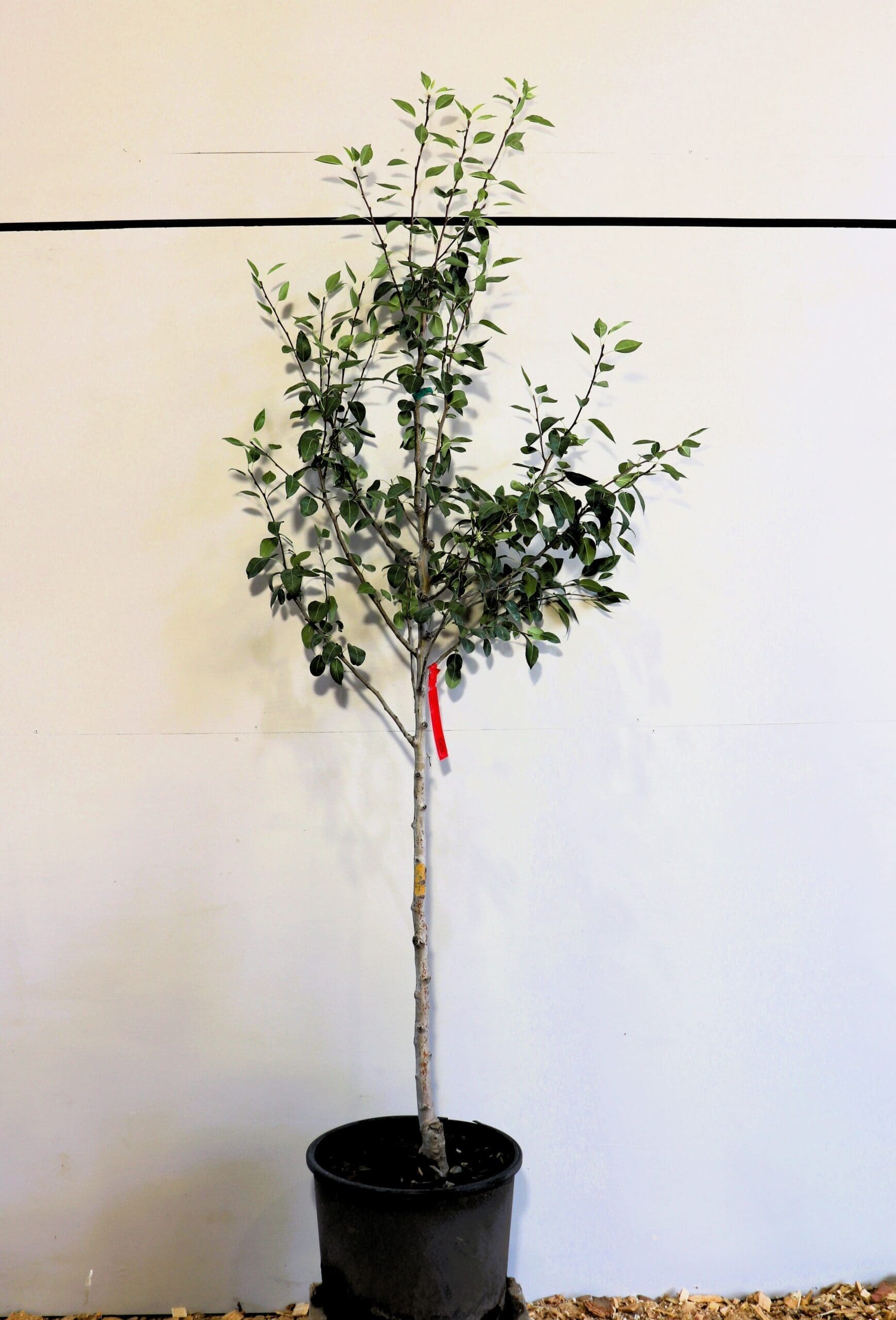 Pyrus 'Parker'