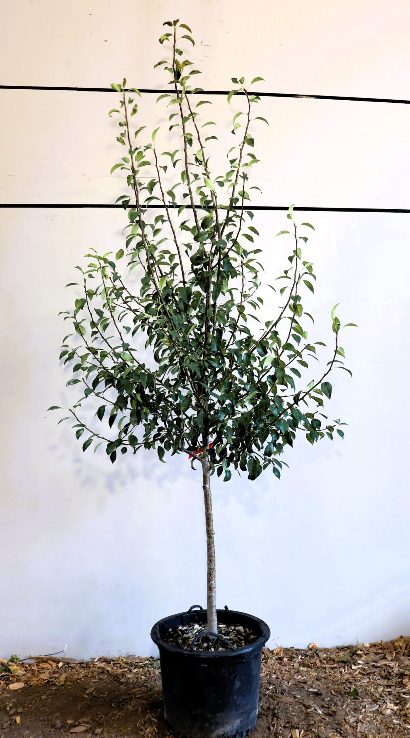 Pyrus 'Parker'