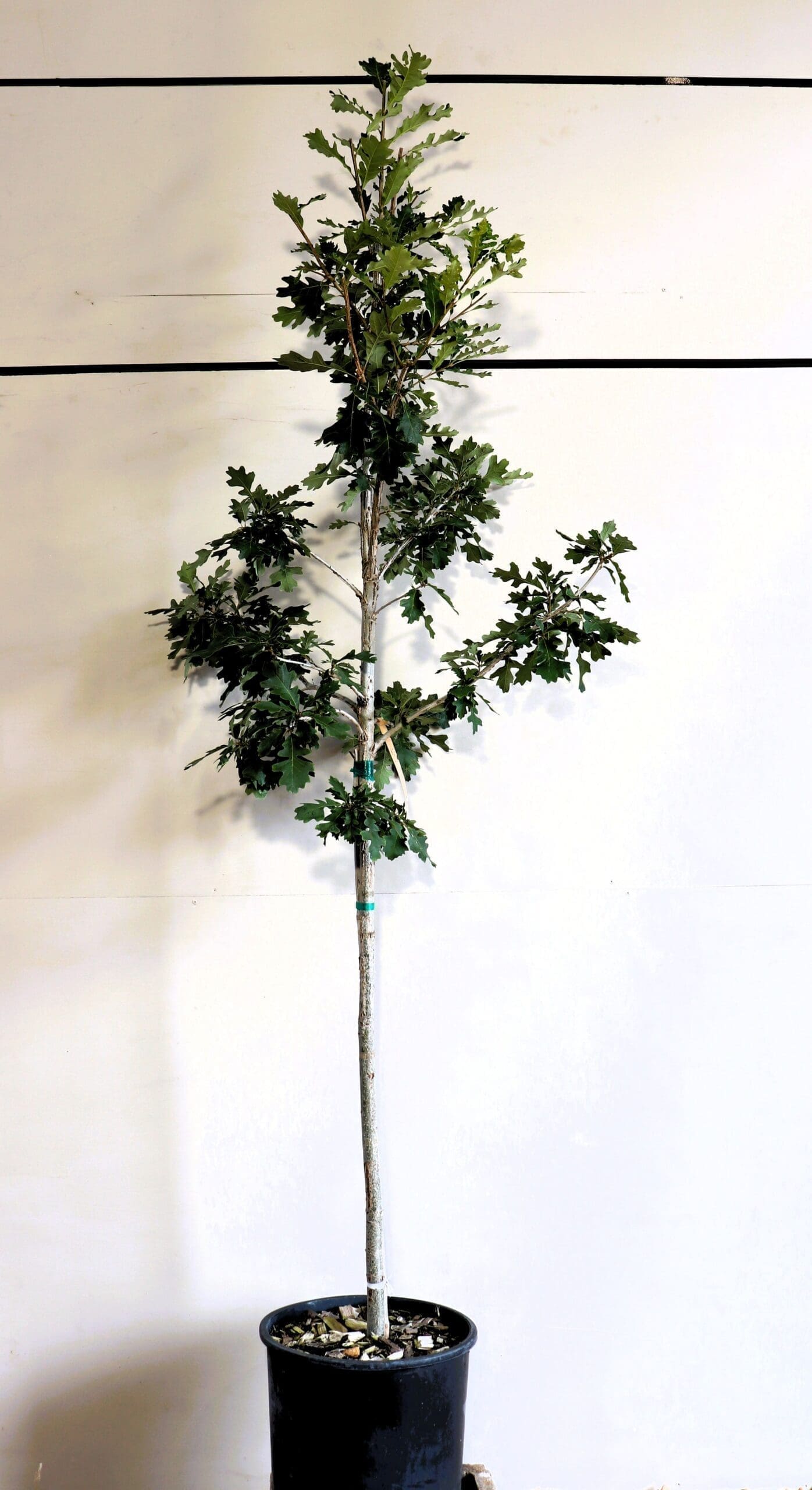 Quercus macrocarpa