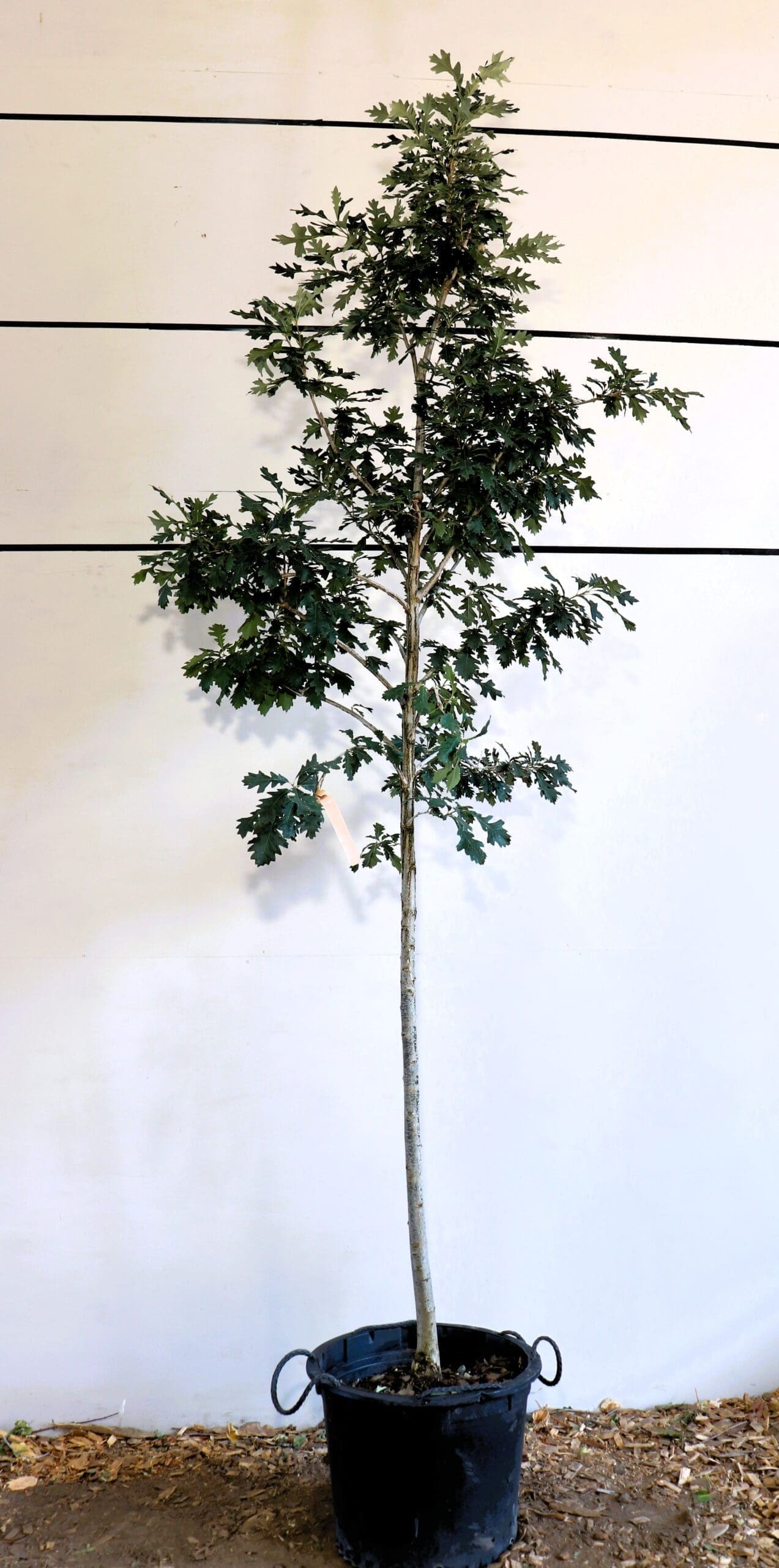Quercus macrocarpa