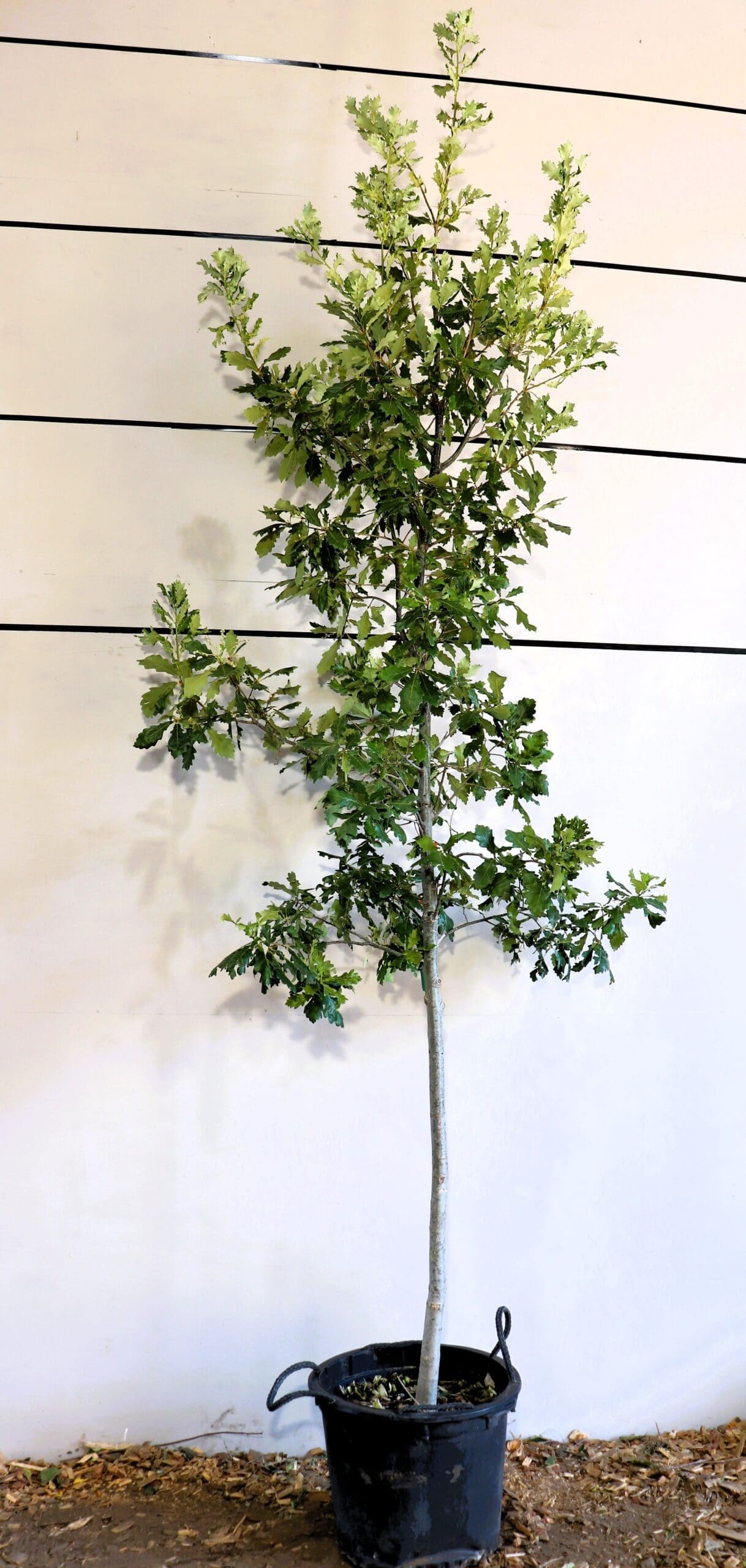 Quercus x macdanielii 'Clemons'
