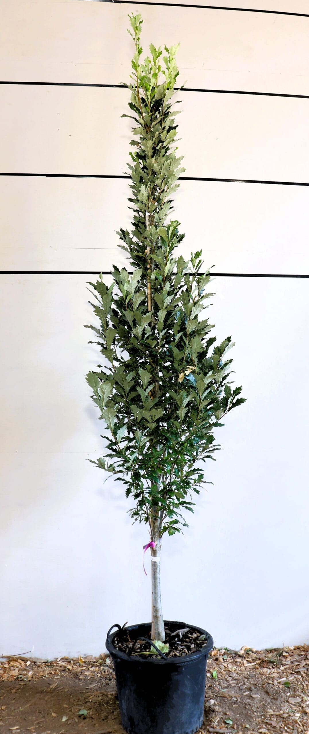 Quercus x warei 'Long'