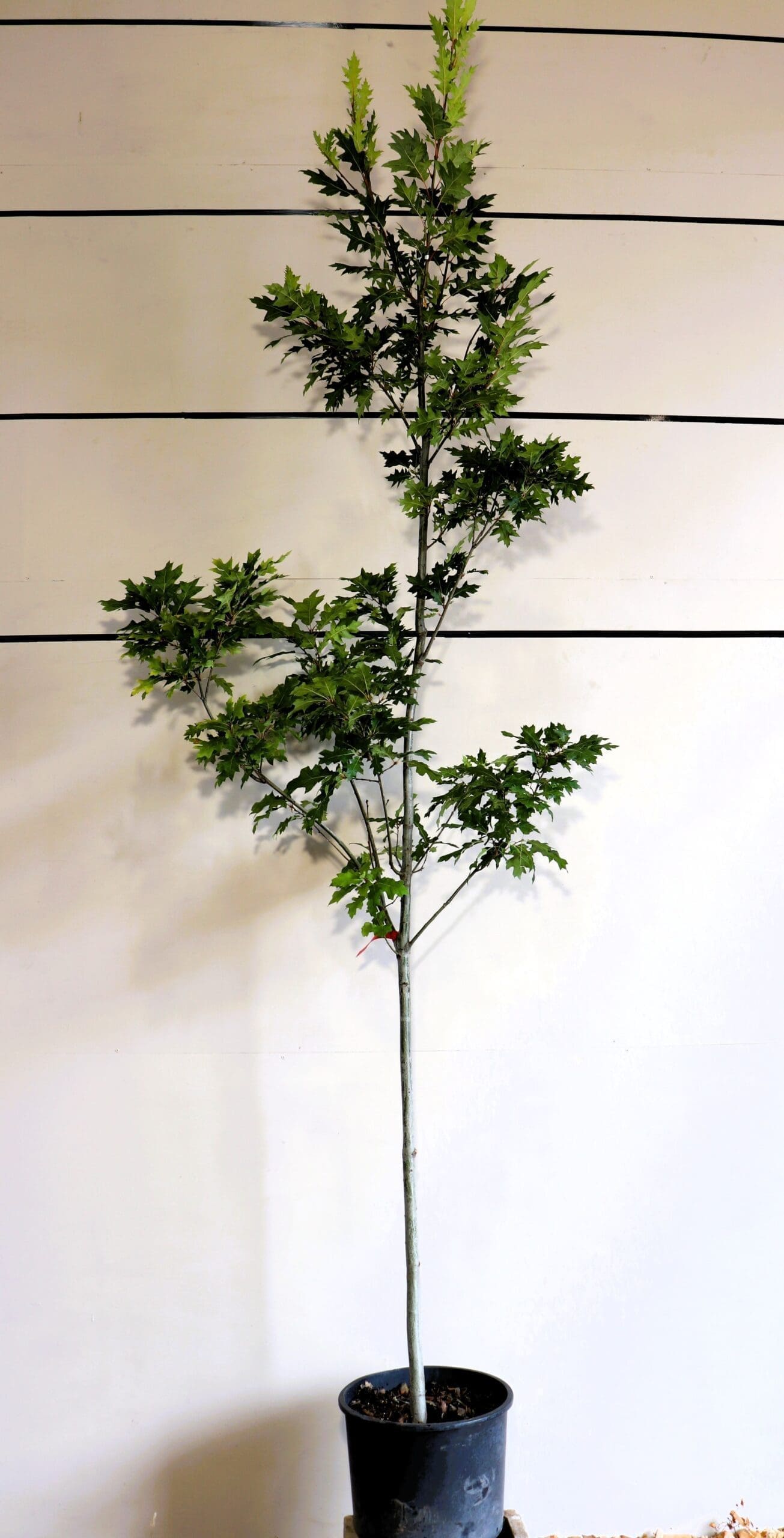 Quercus rubra